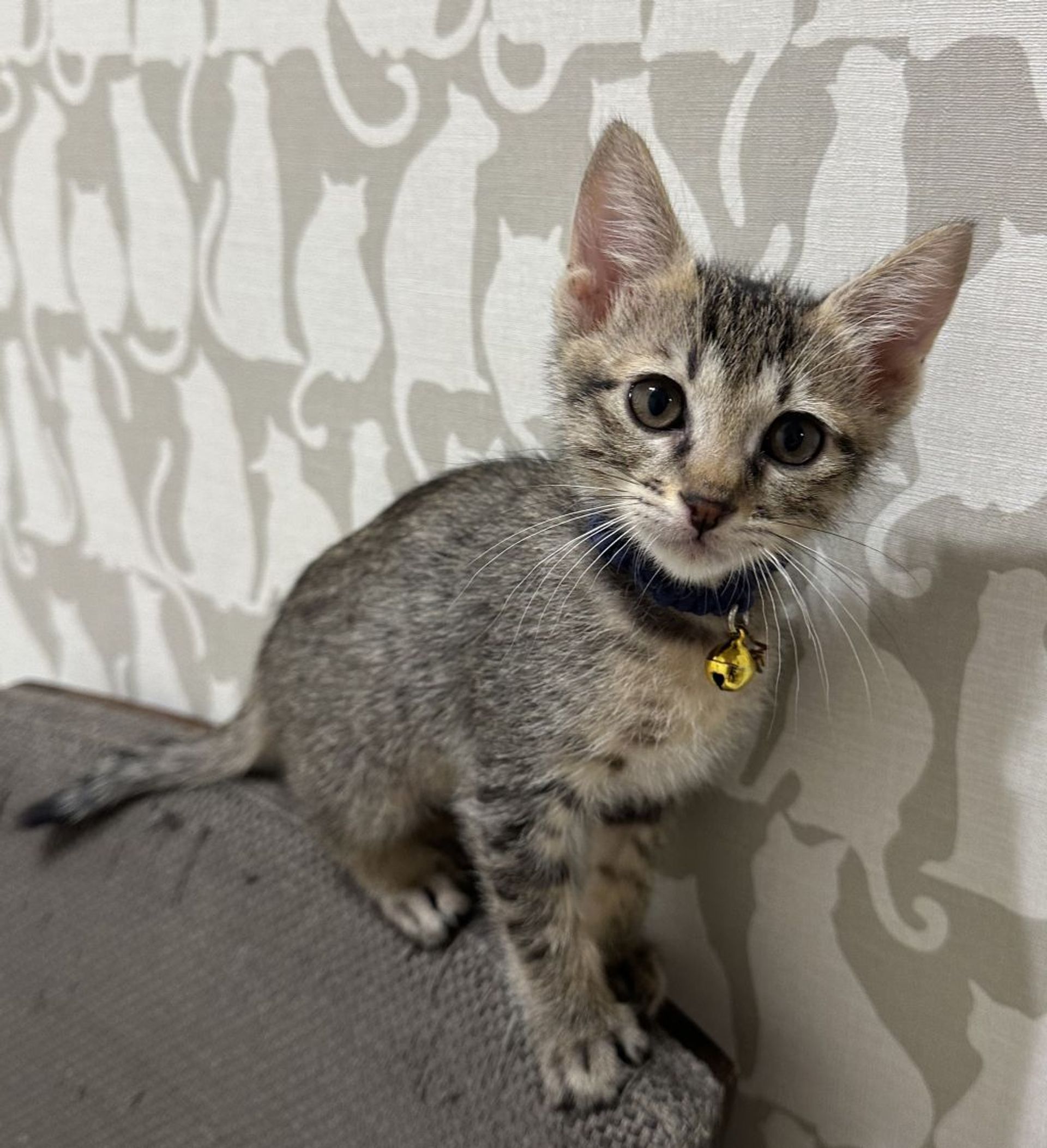雑種（ミックス猫）・オスの里親募集の写真
