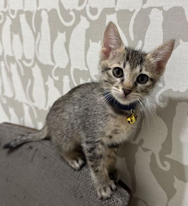 シーの写真