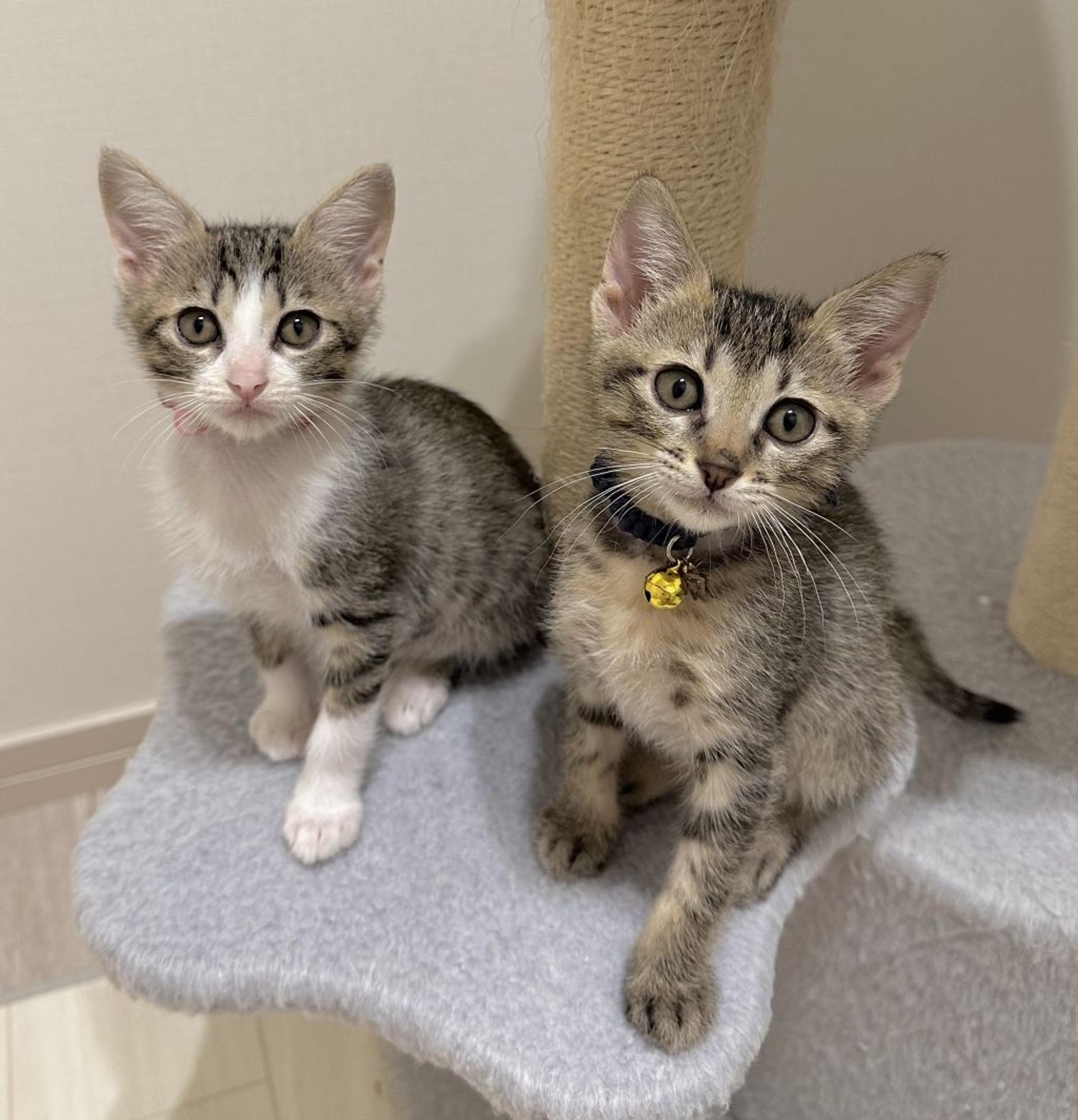 pet-image-4