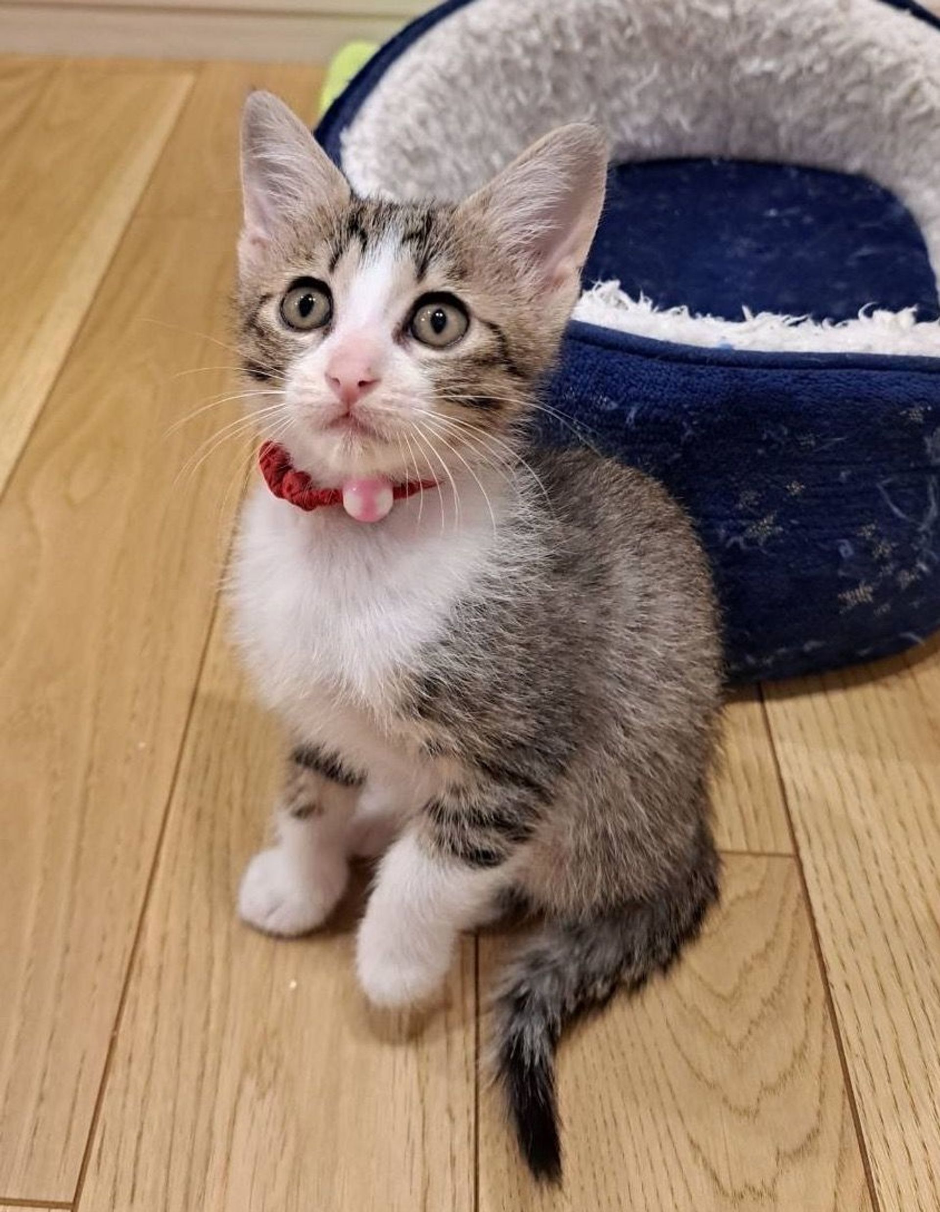 雑種（ミックス猫）・メスの里親募集の写真