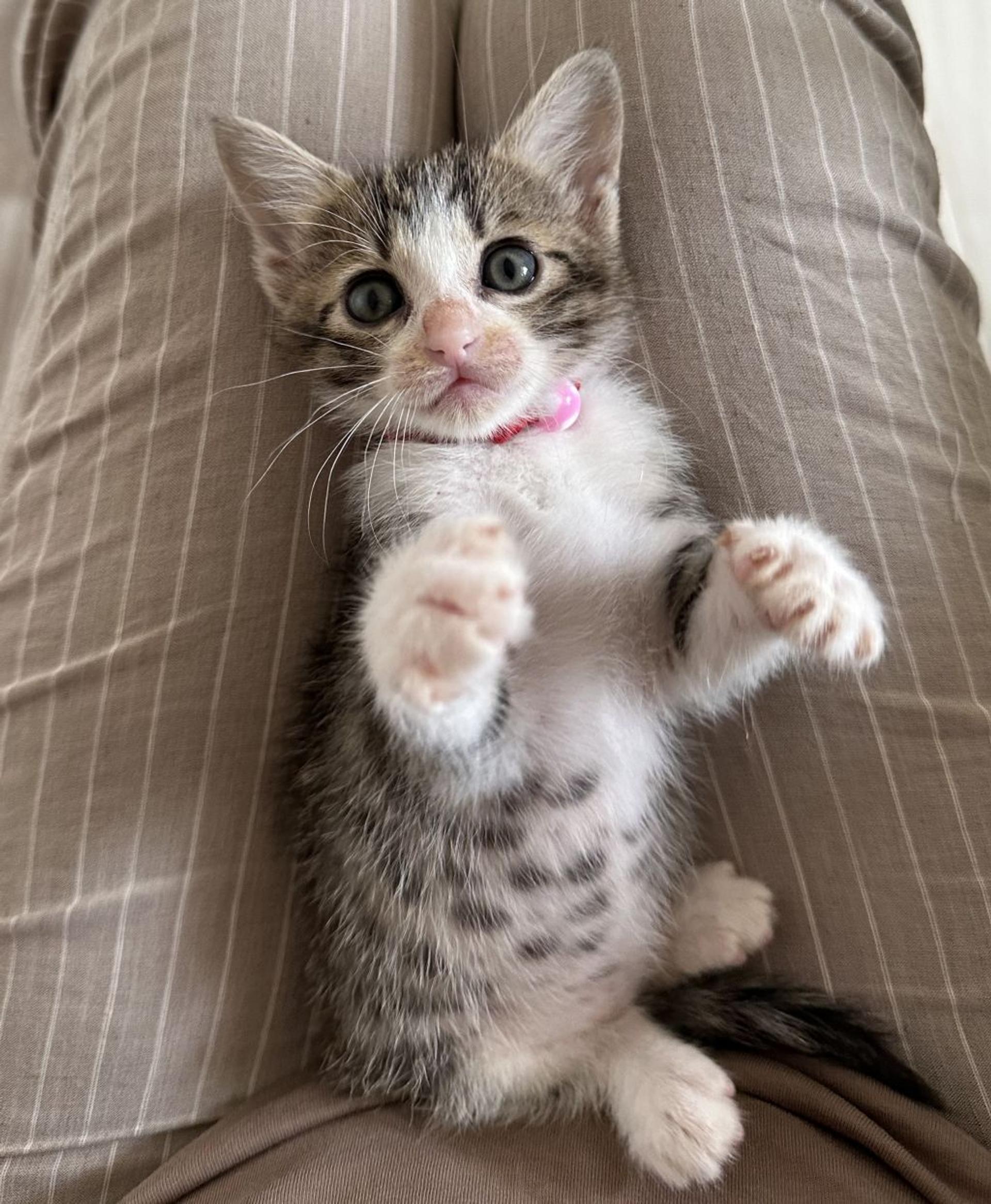 pet-image-3