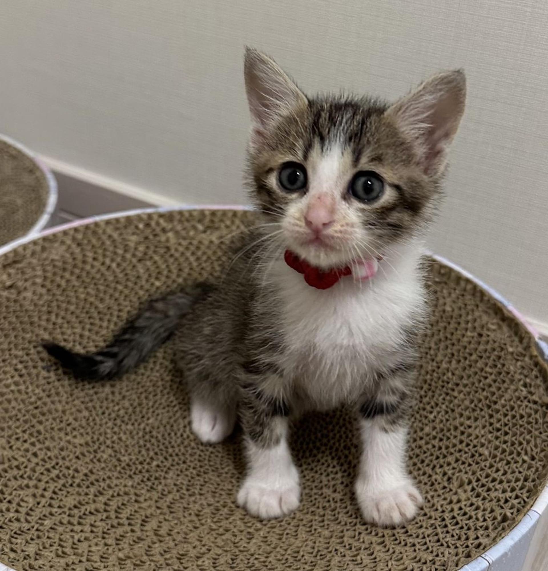 pet-image-4