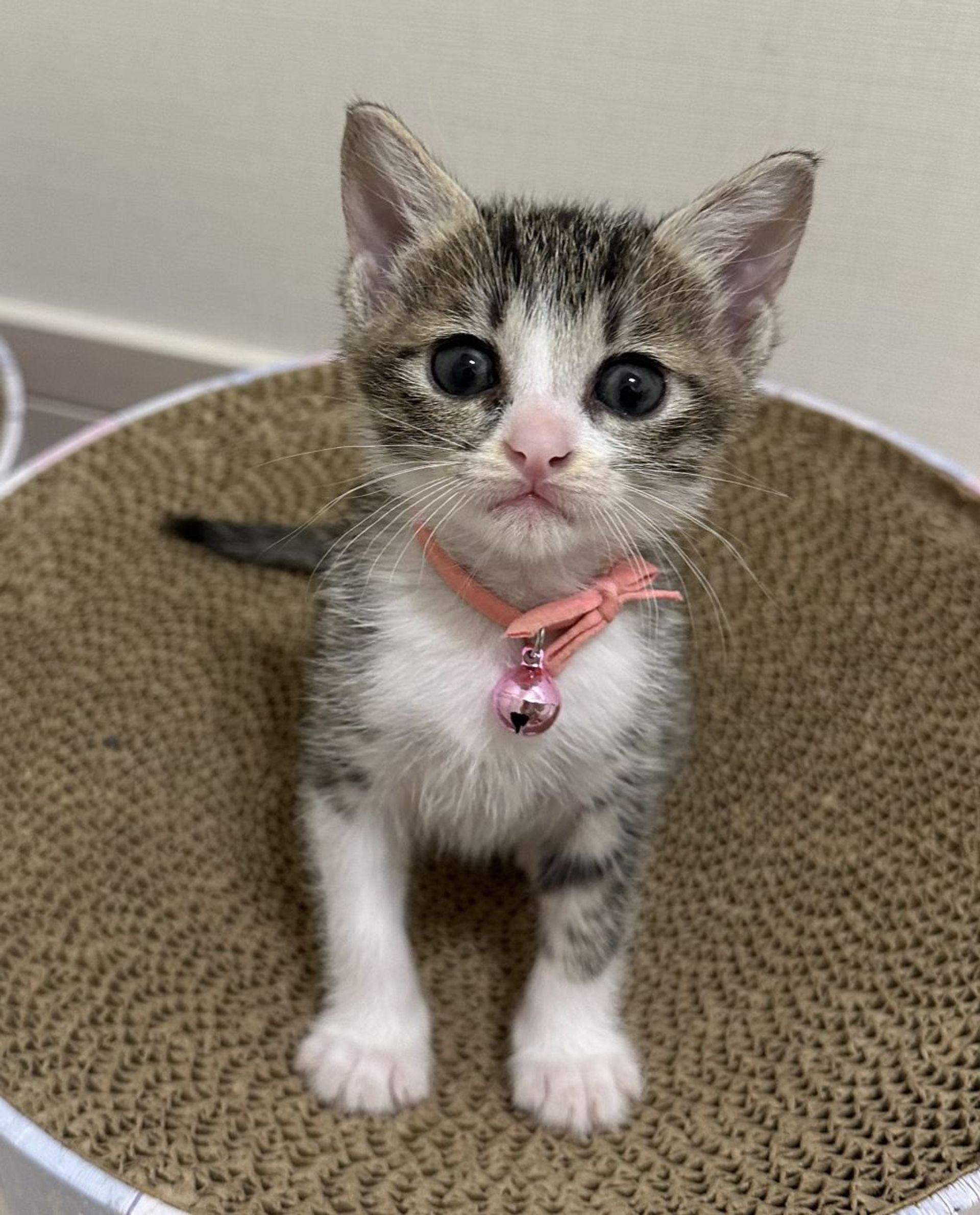 雑種（ミックス猫）・メスの里親募集の写真