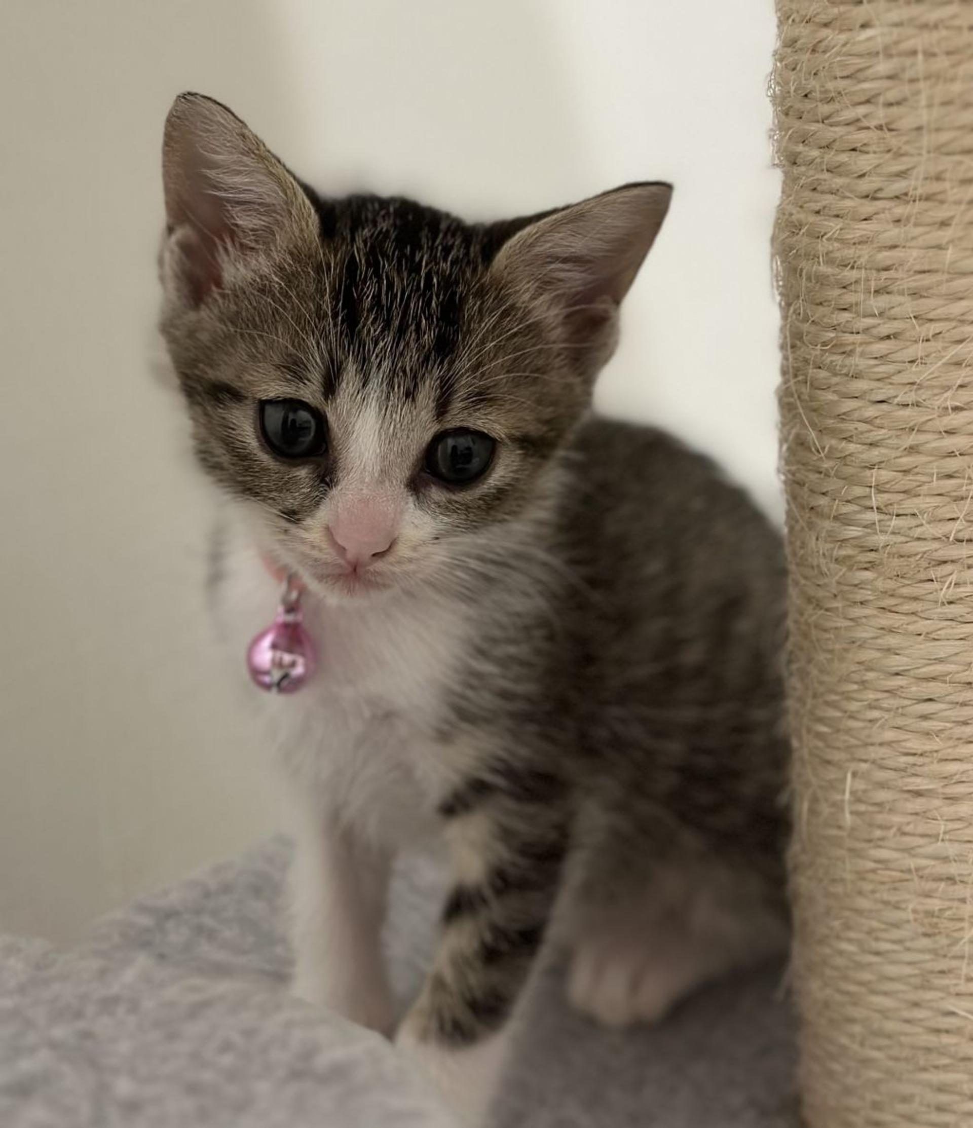 pet-image-5