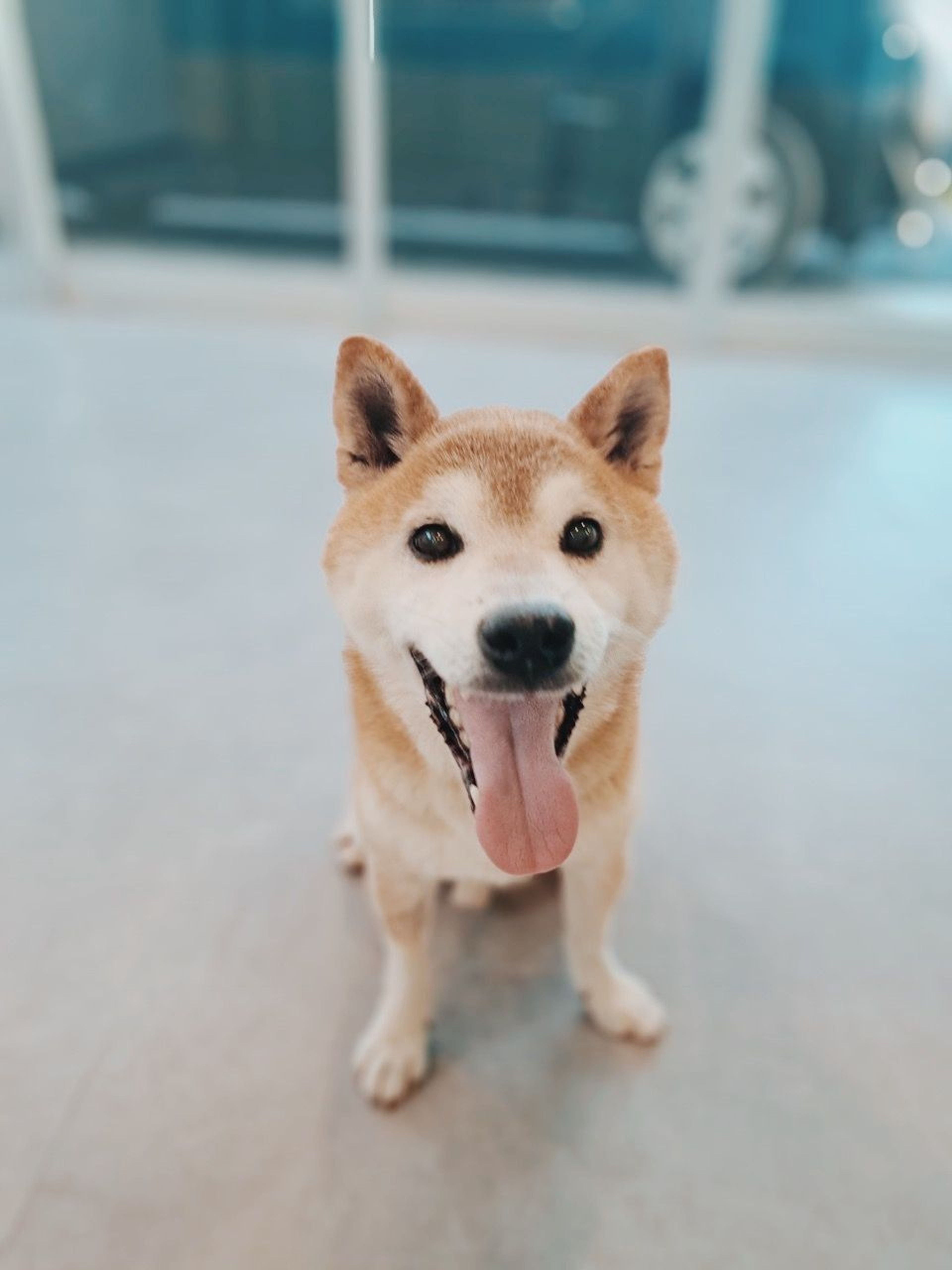 柴犬・オスの里親募集の写真
