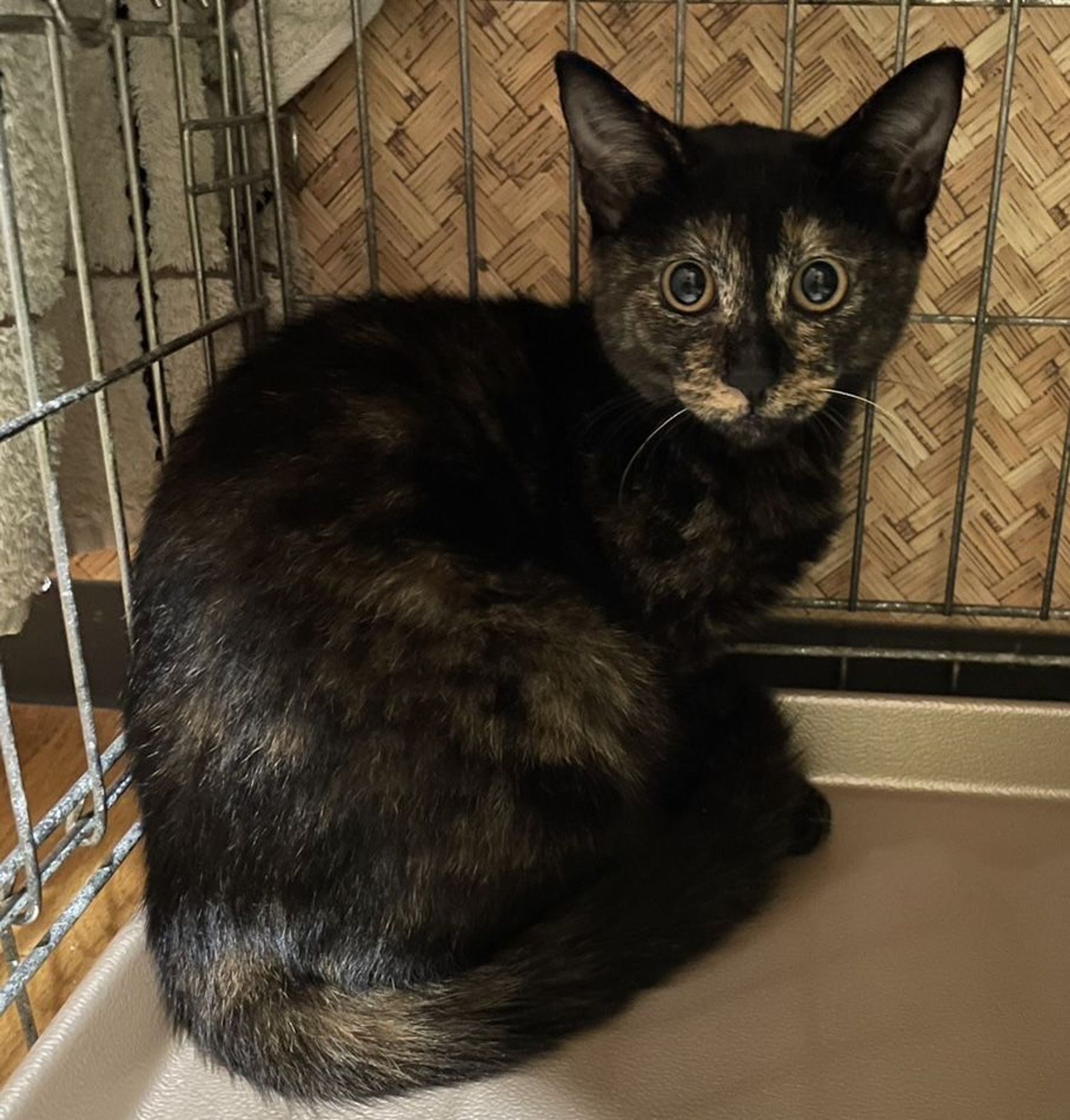 雑種（ミックス猫）・メスの里親募集の写真
