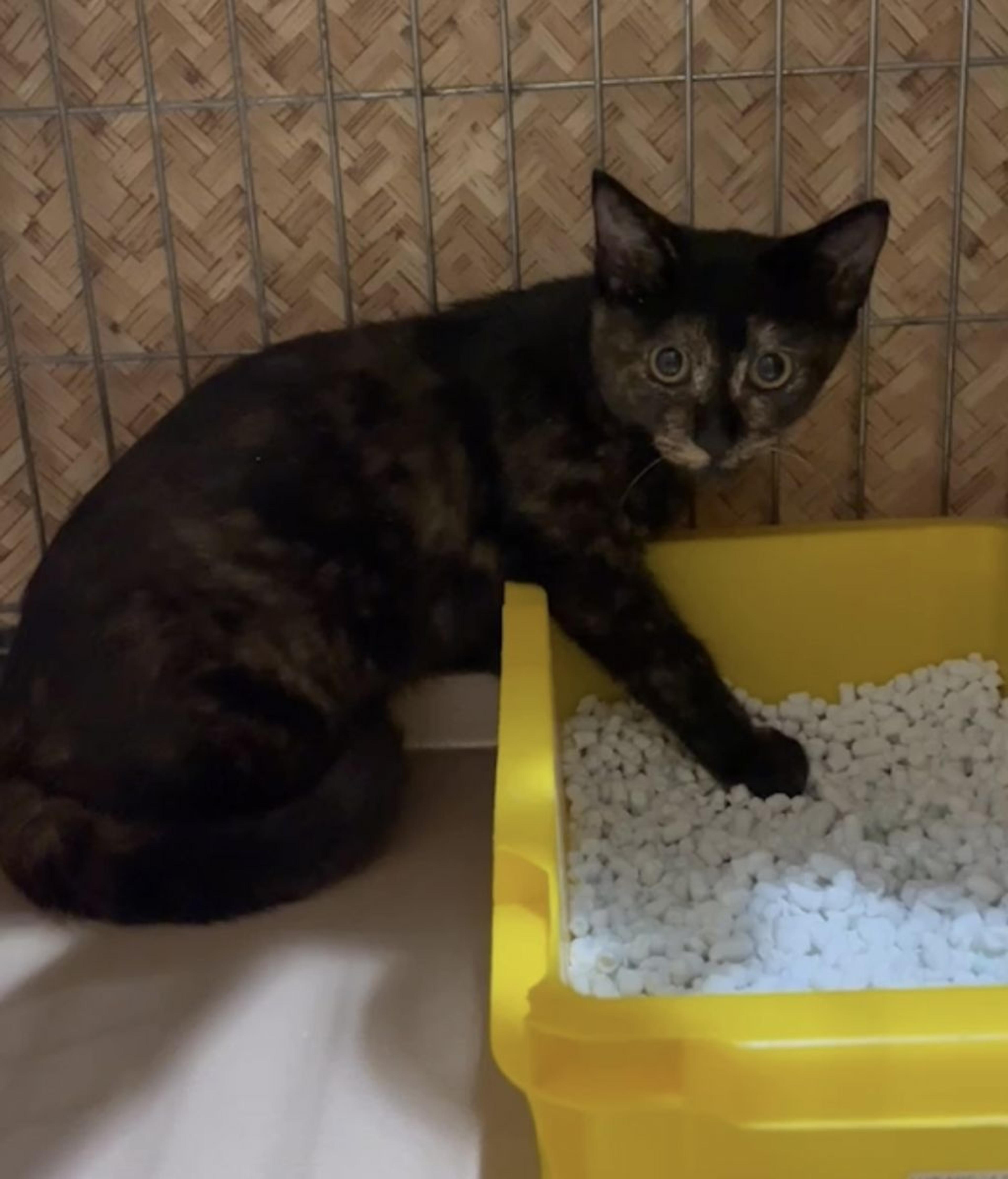 pet-image-3