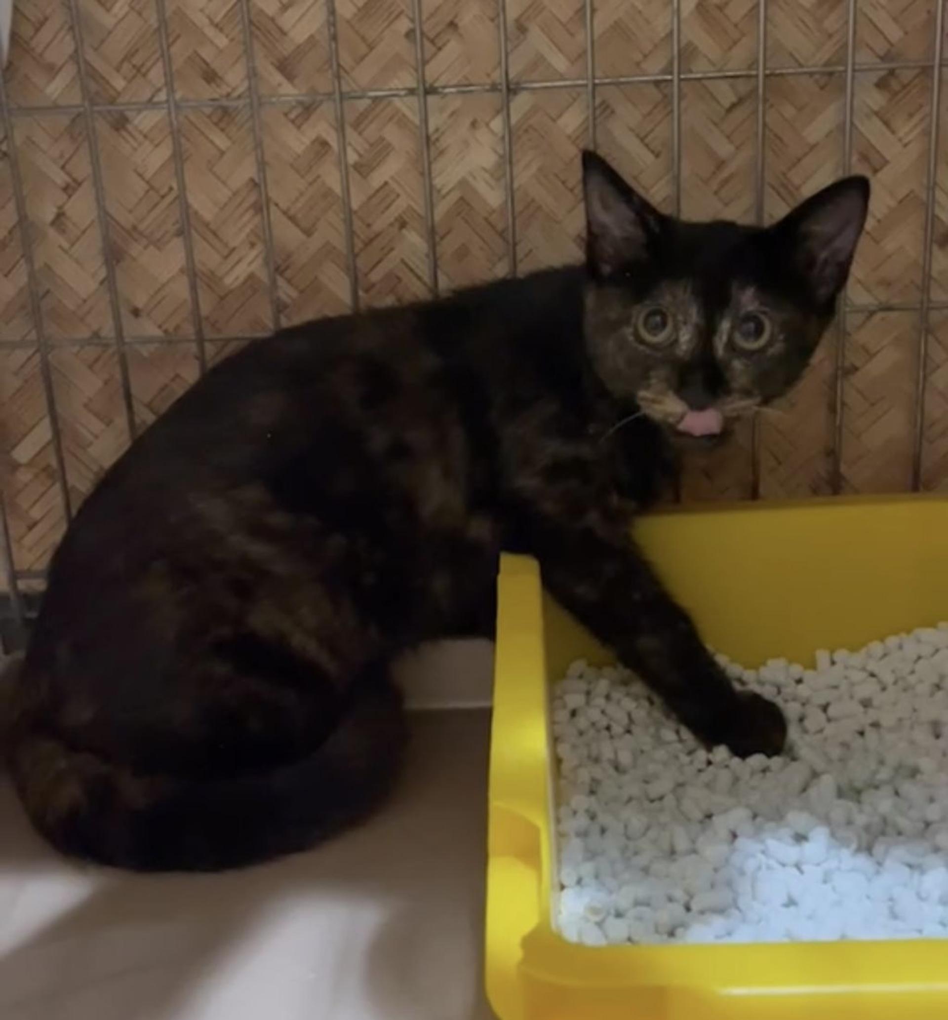 pet-image-4