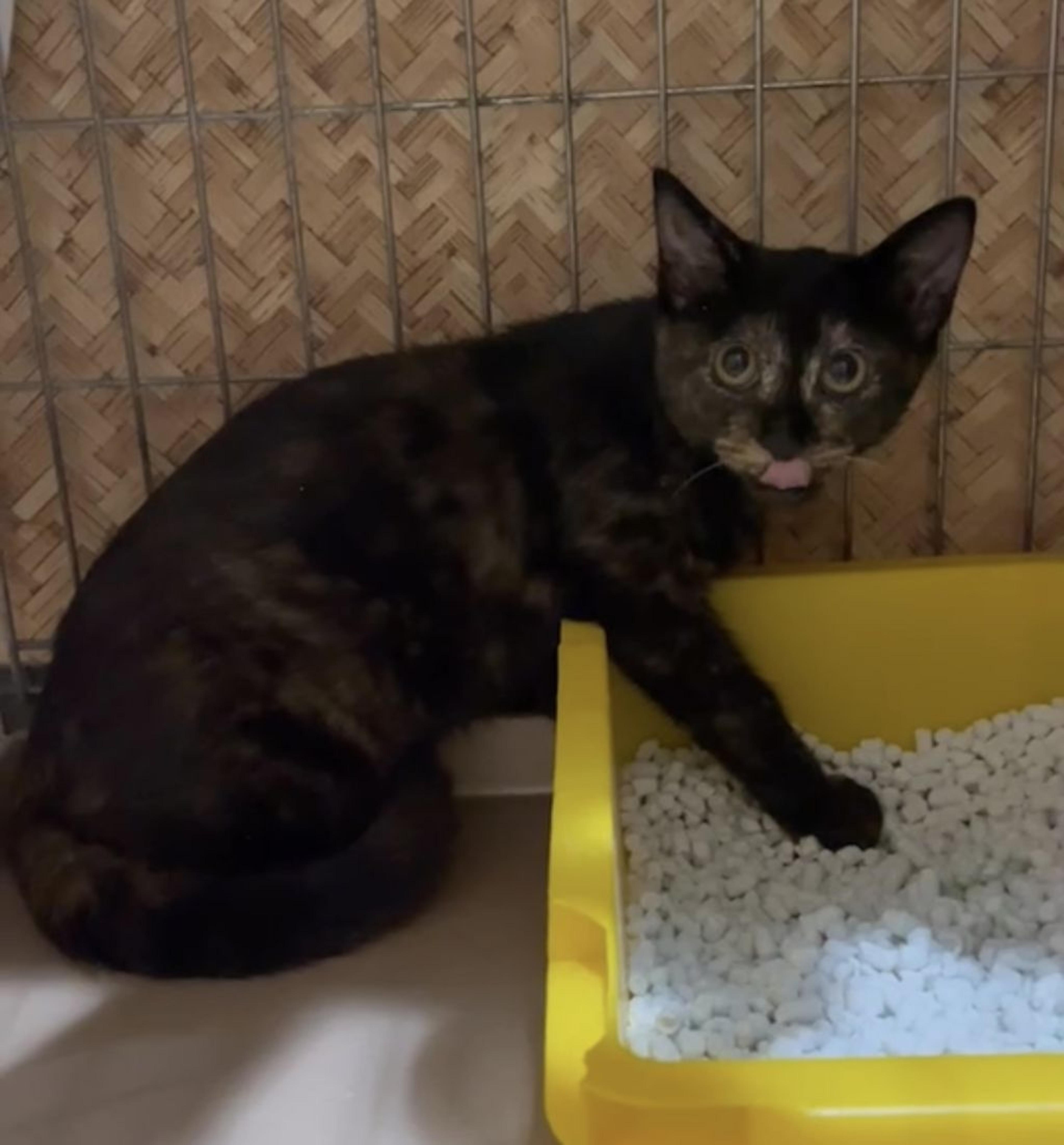 pet-image-4