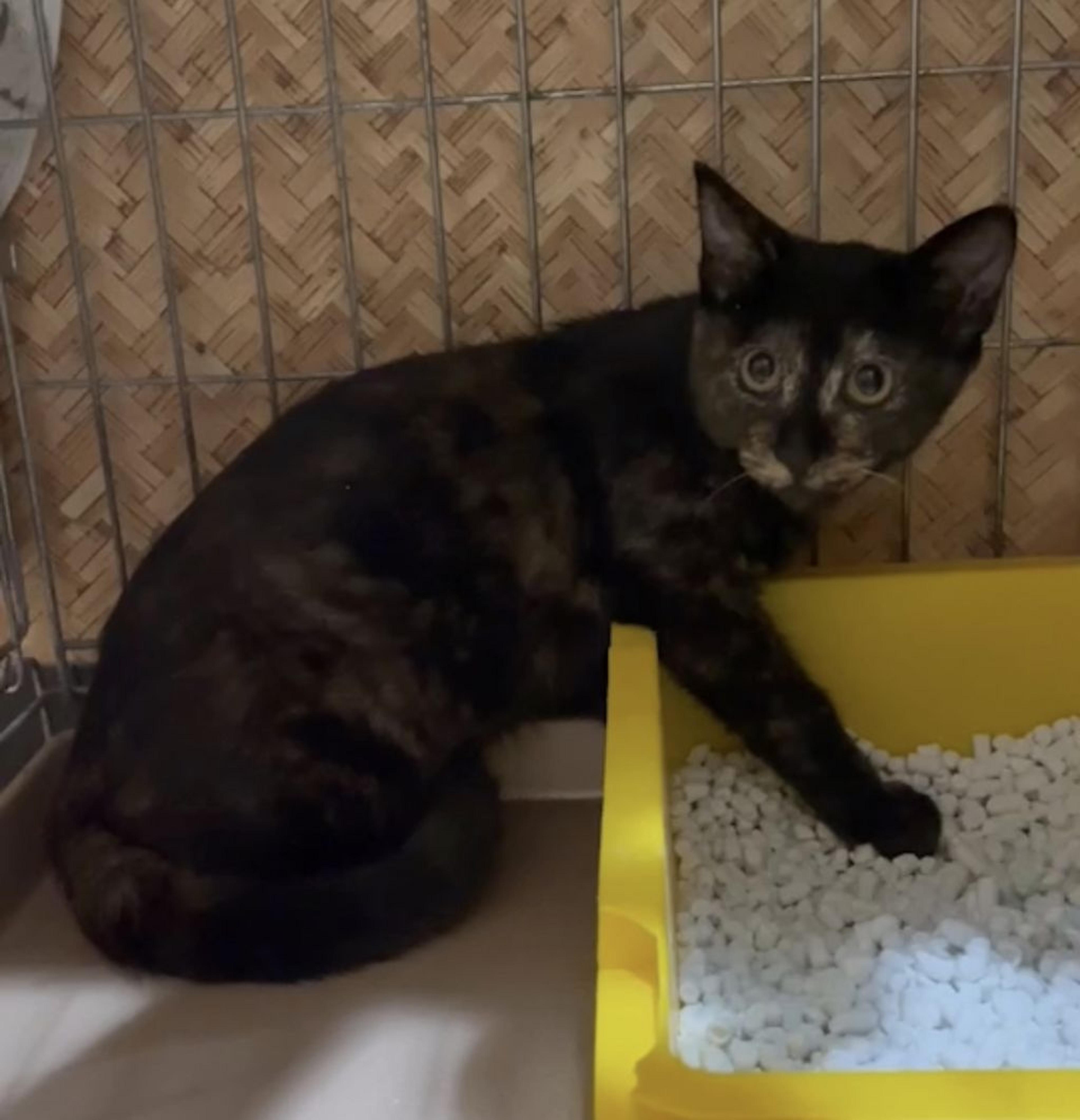 pet-image-5