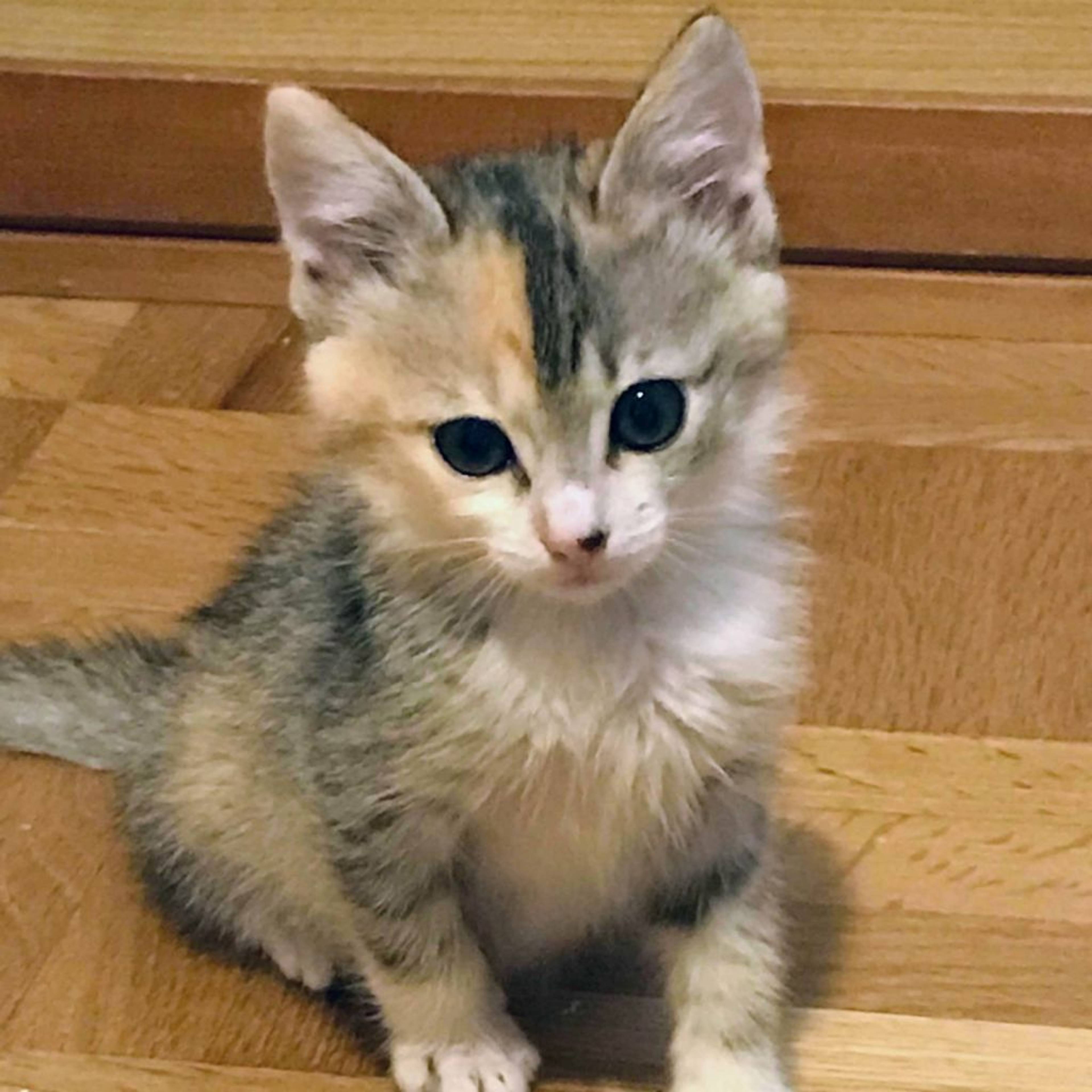 雑種（ミックス猫）・メスの里親募集の写真