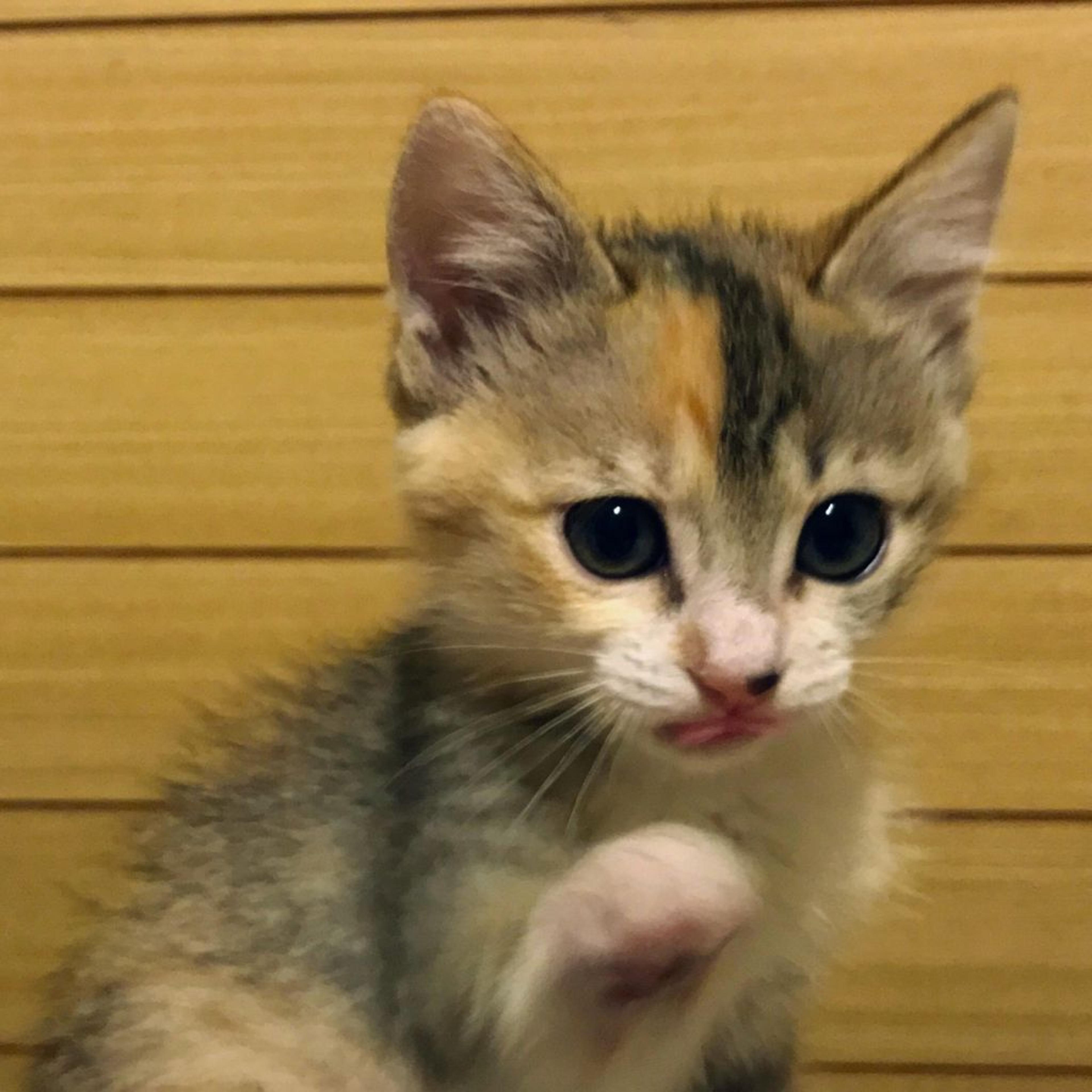 pet-image-2