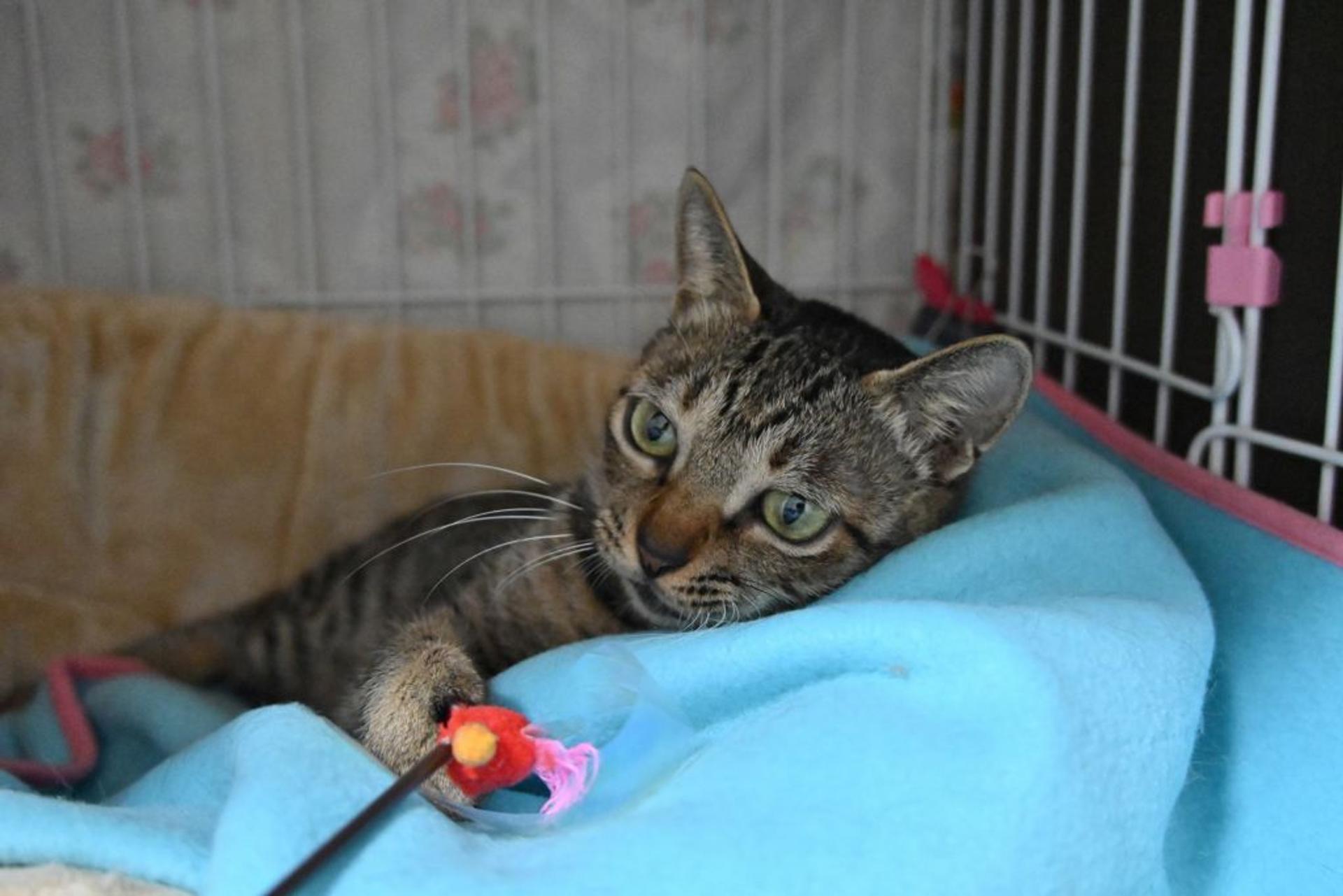 pet-image-5