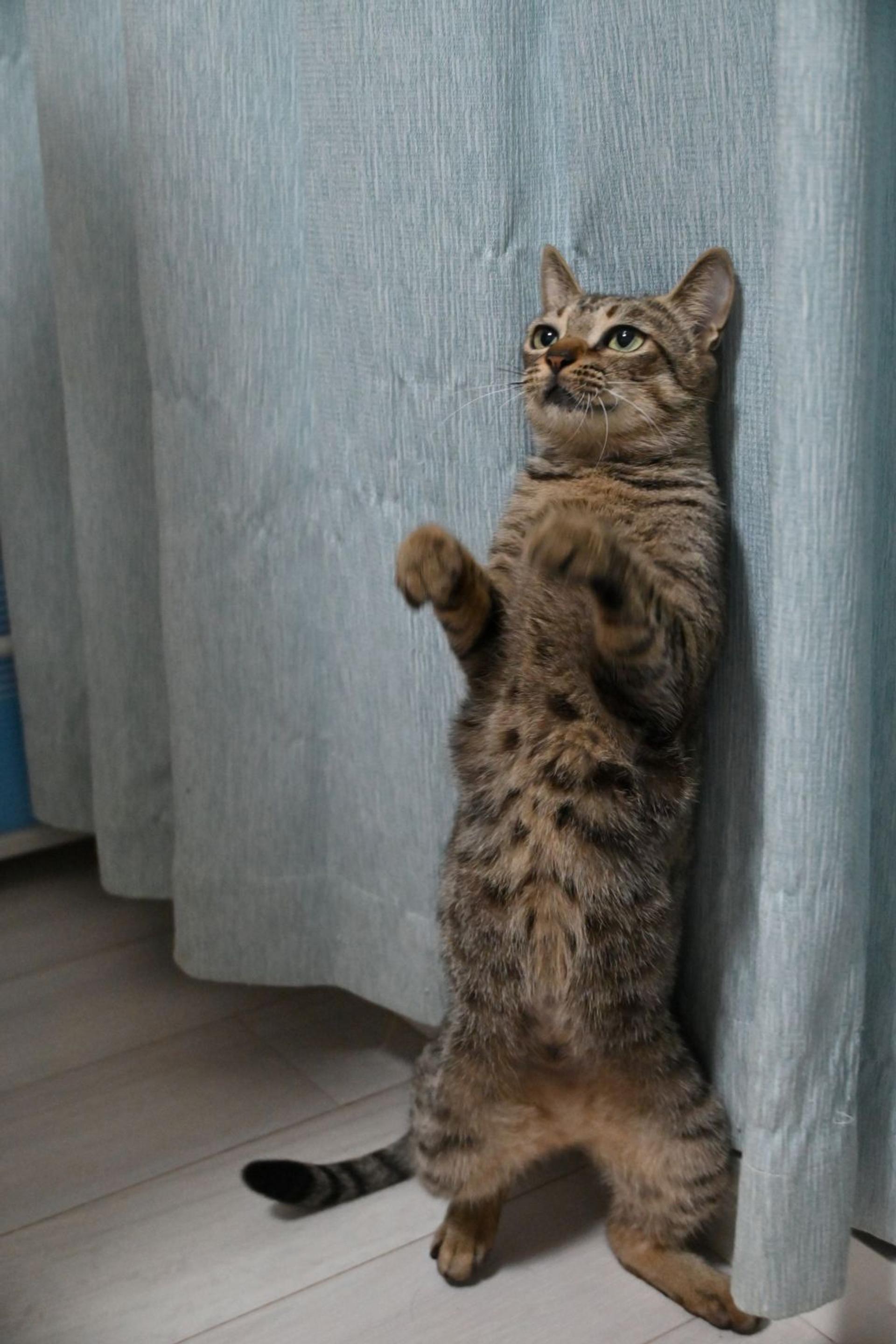 pet-image-6