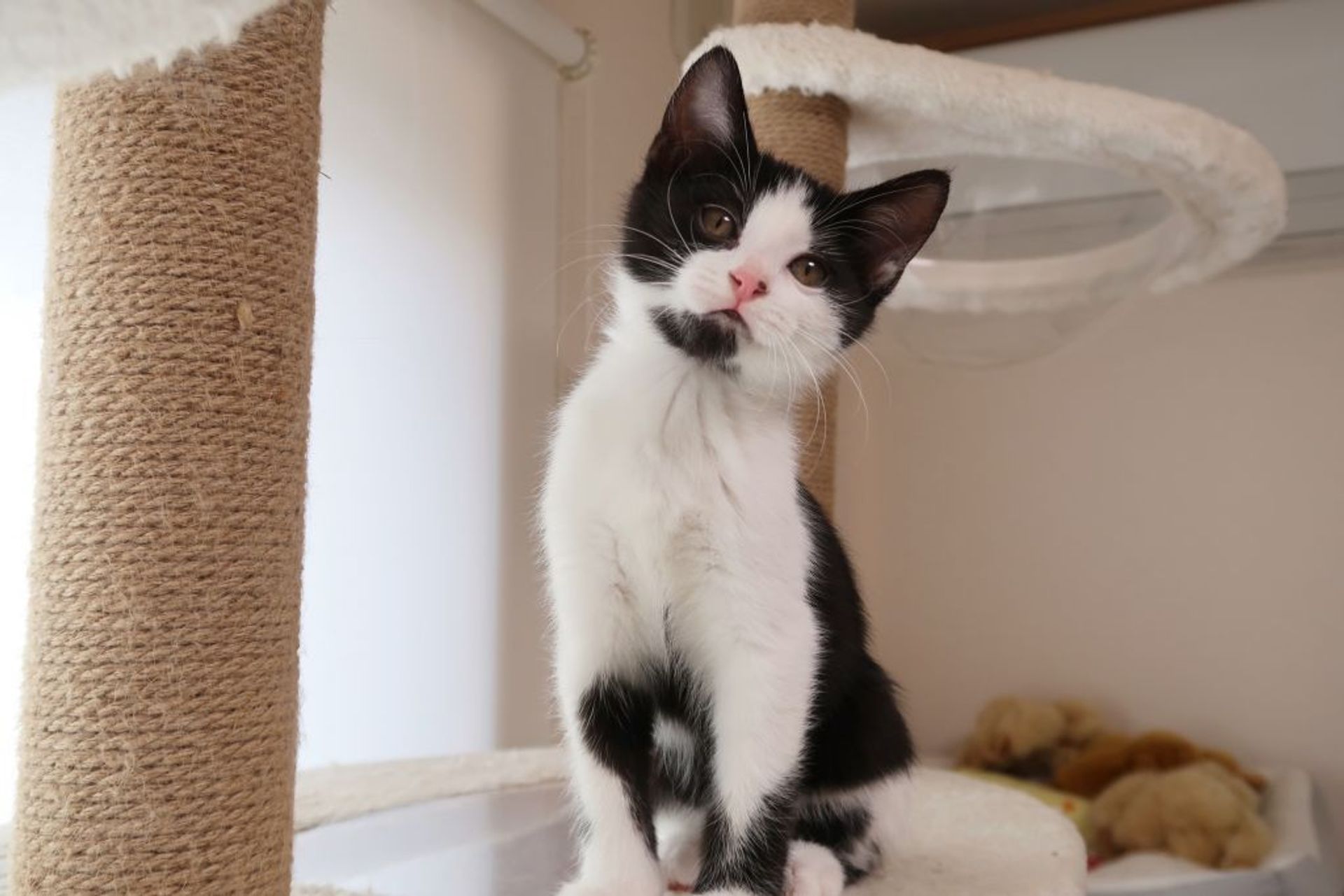 雑種（ミックス猫）・メスの里親募集の写真