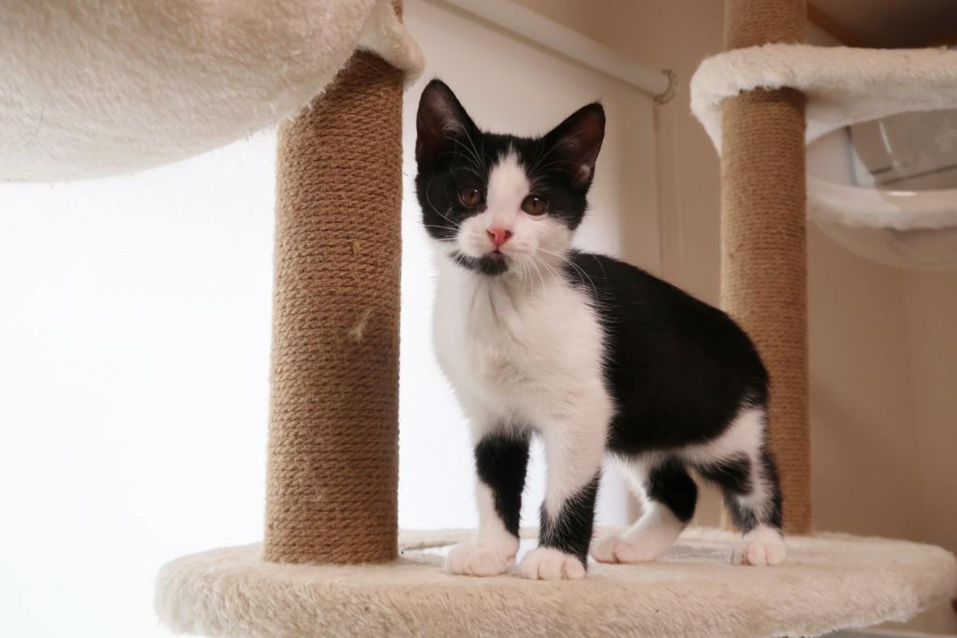 pet-image-4
