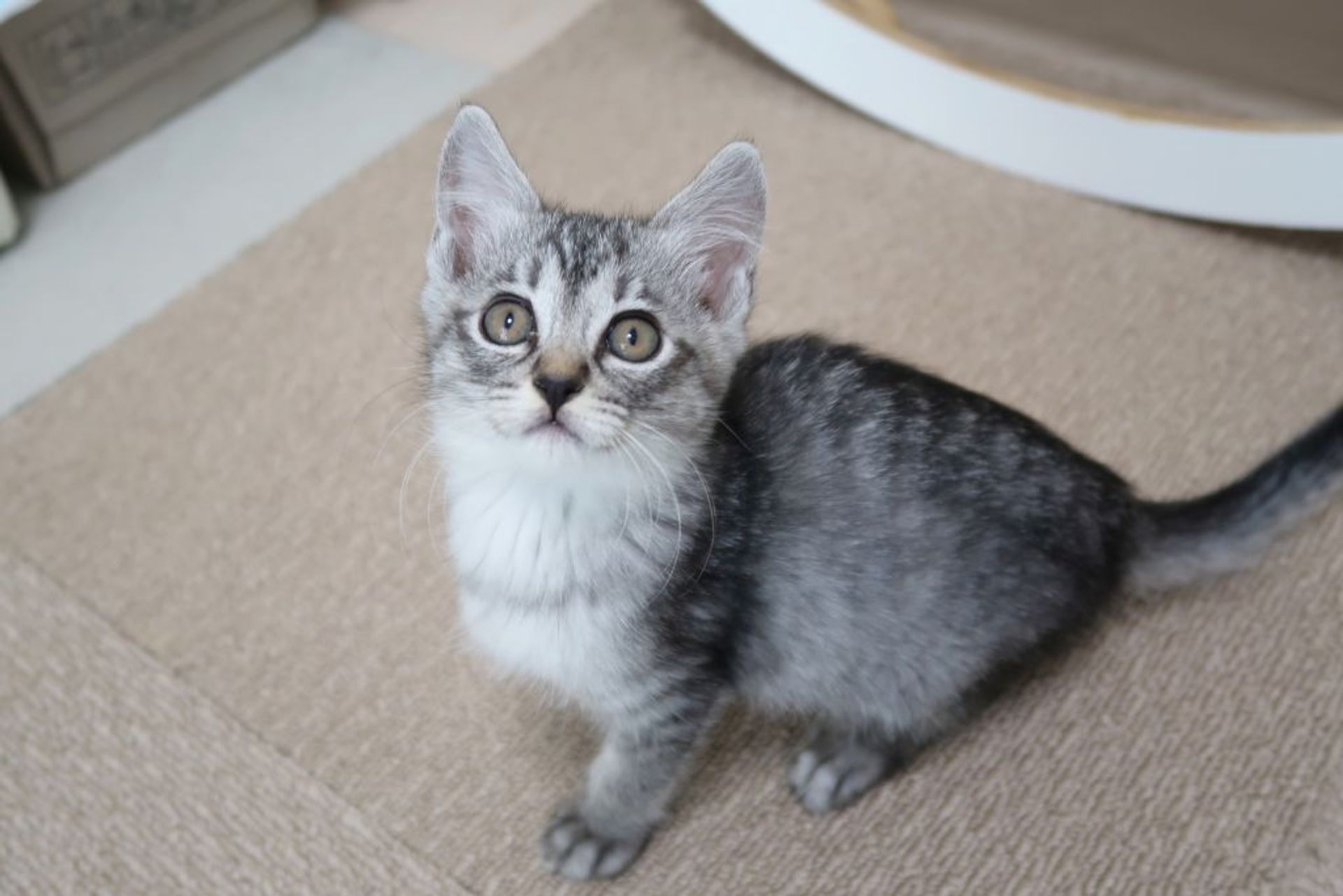 雑種（ミックス猫）・メスの里親募集の写真