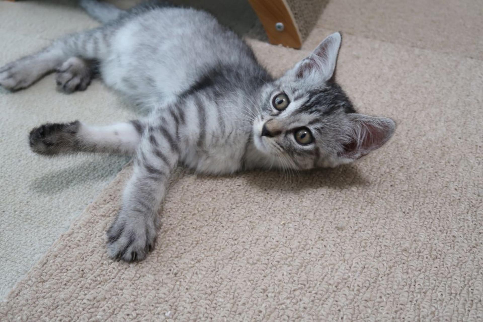 pet-image-3