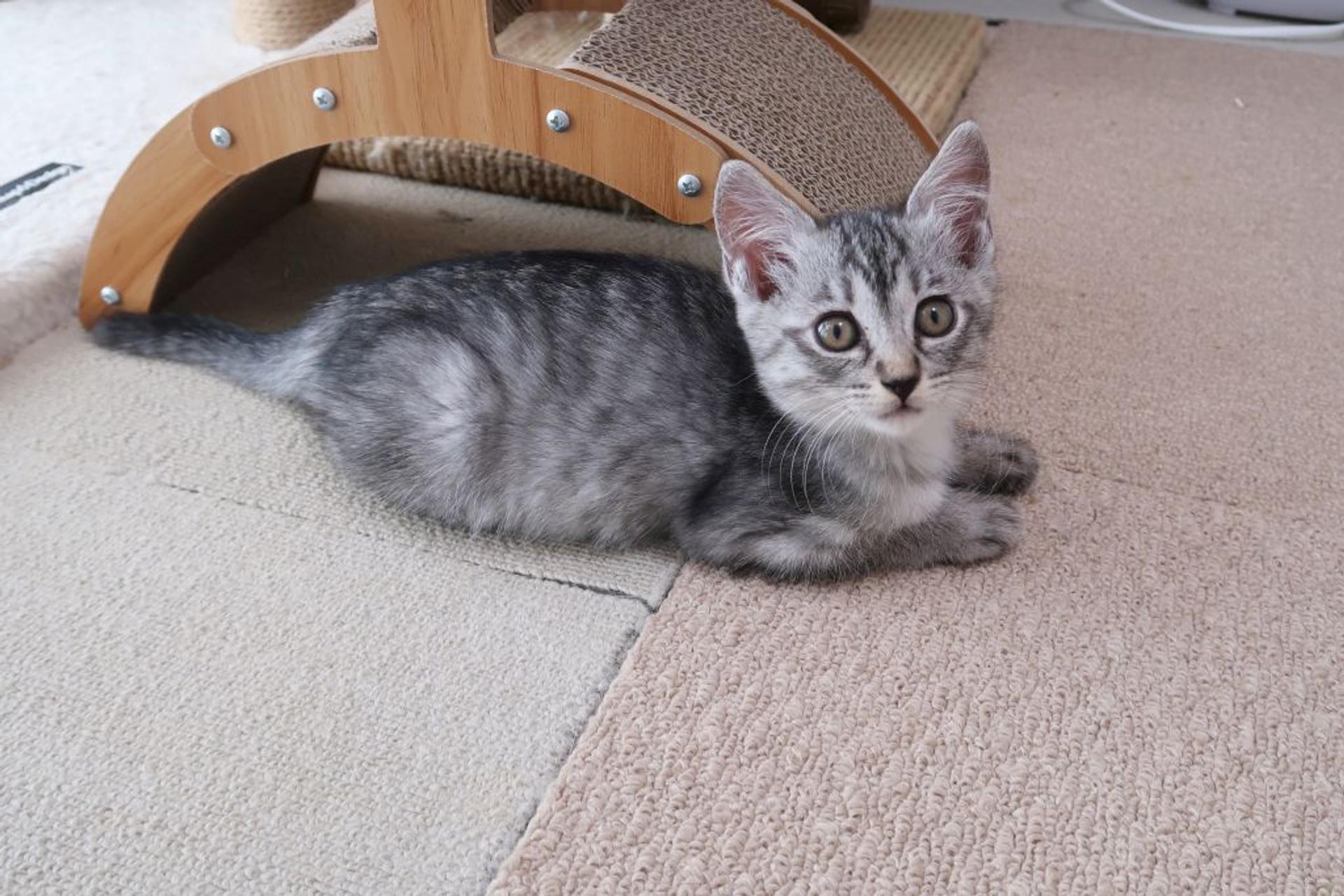 pet-image-4