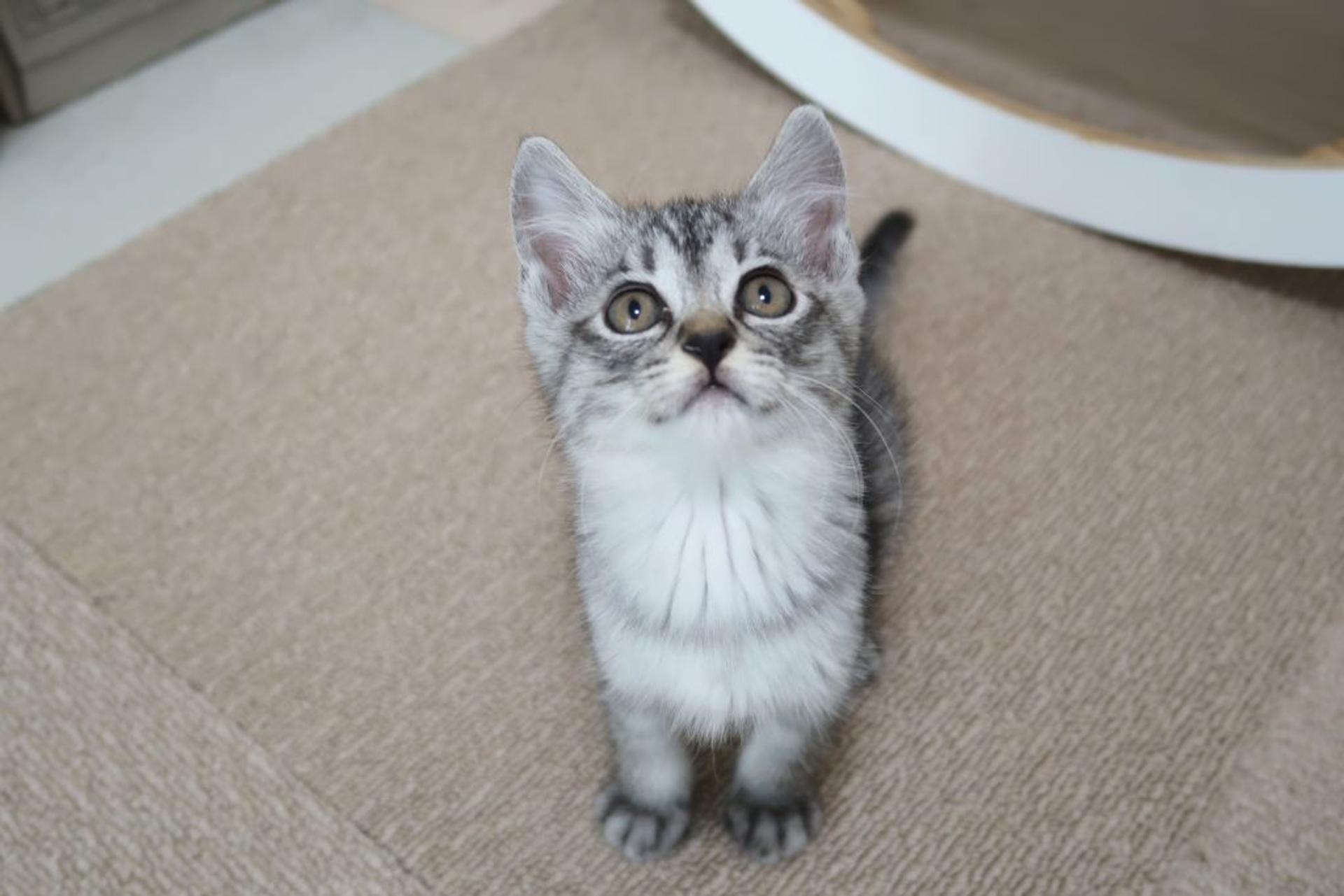 pet-image-5