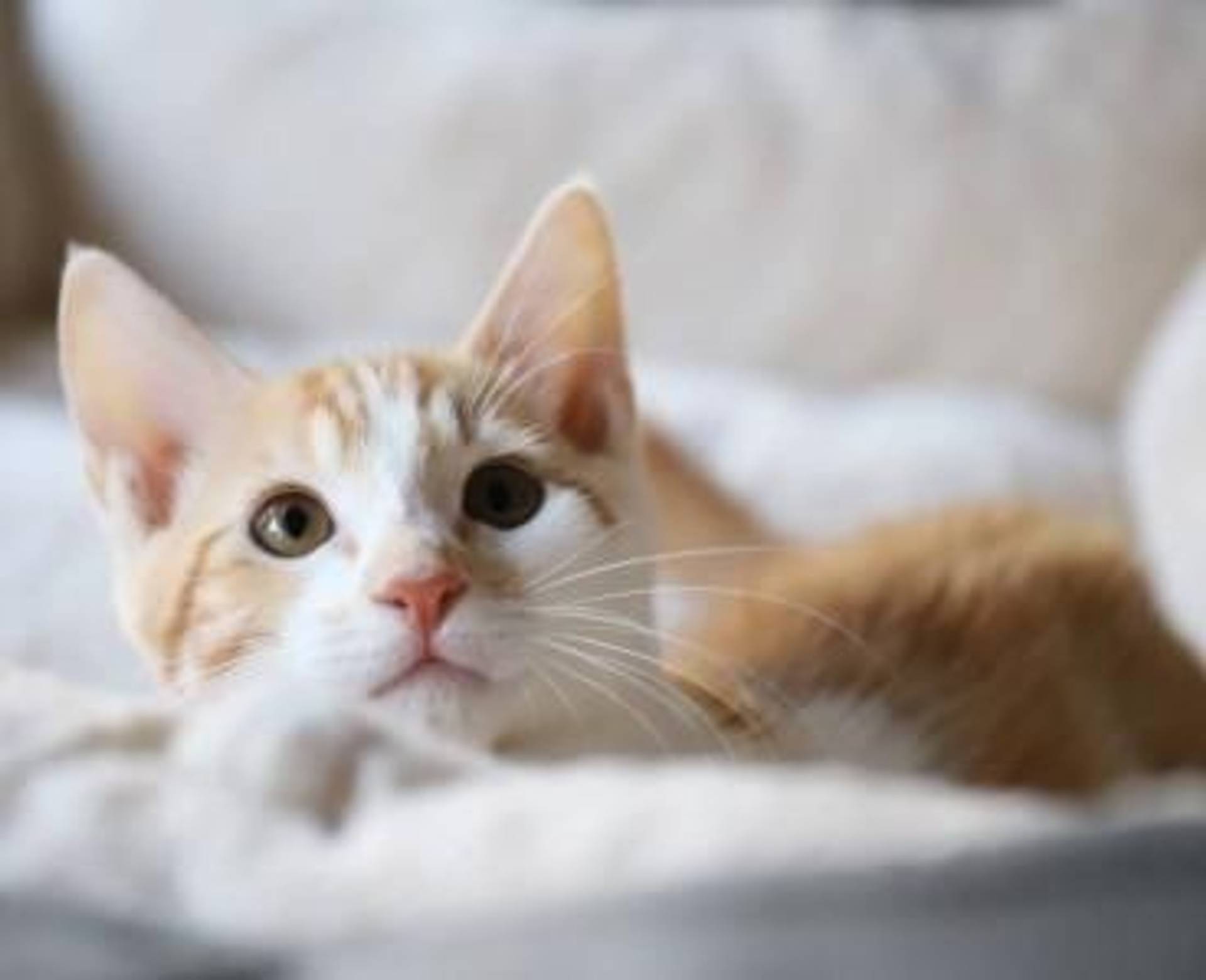 雑種（ミックス猫）・オスの里親募集の写真