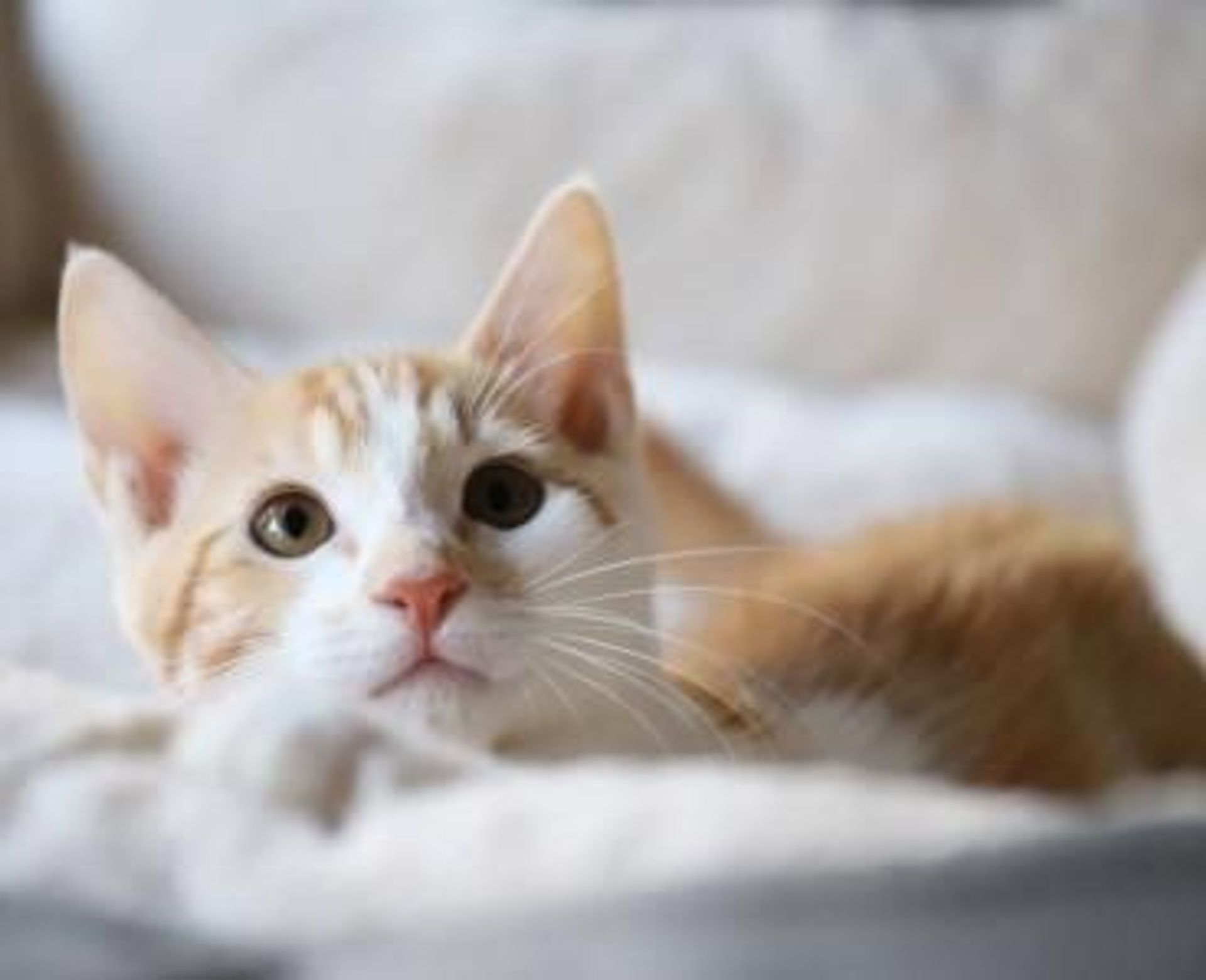 雑種（ミックス猫）・オスの里親募集の写真