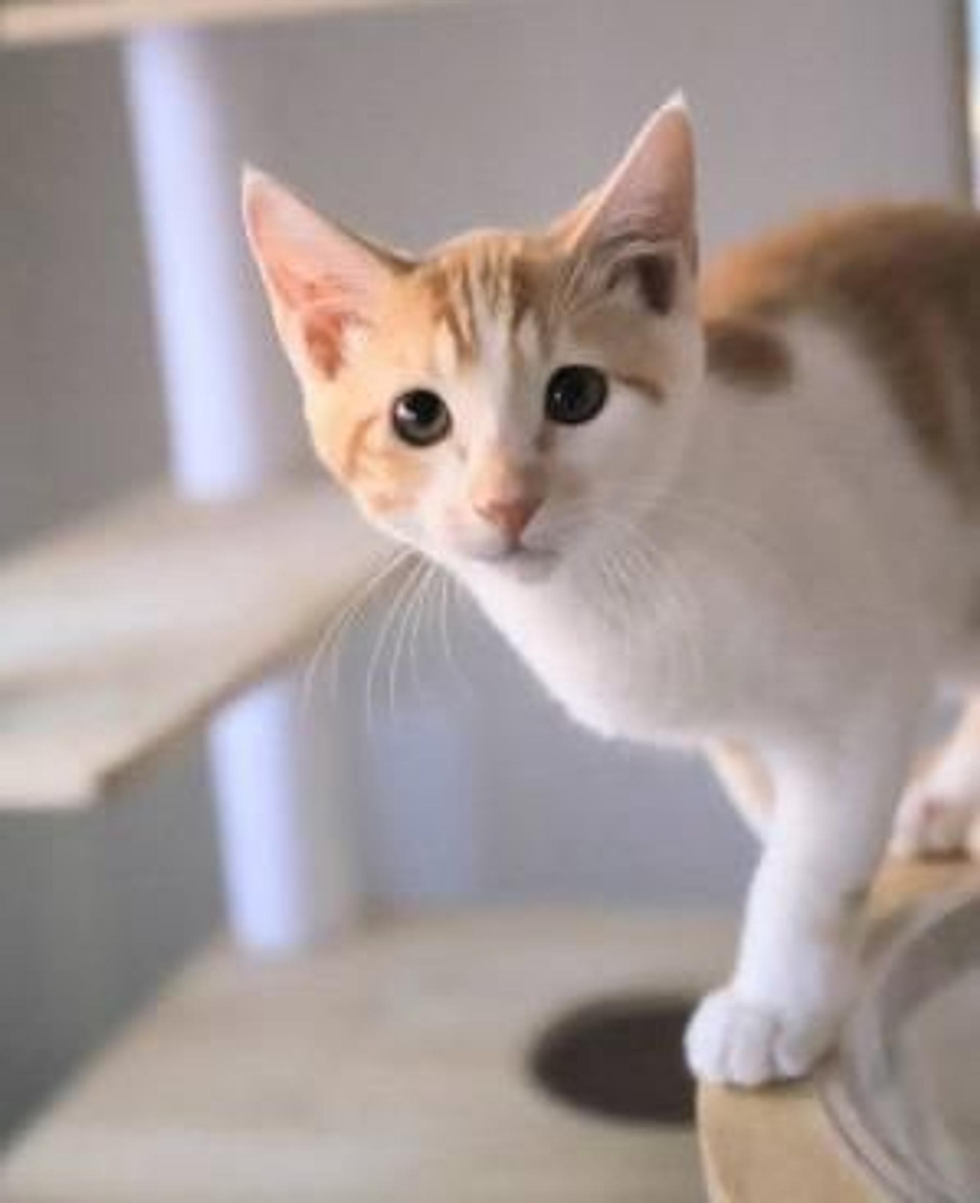 pet-image-5