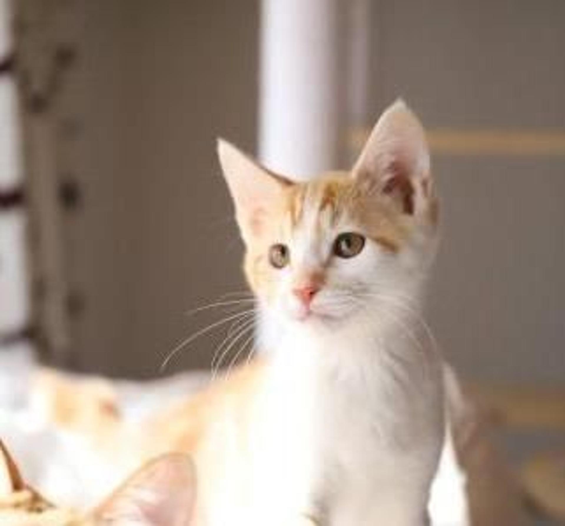 pet-image-7