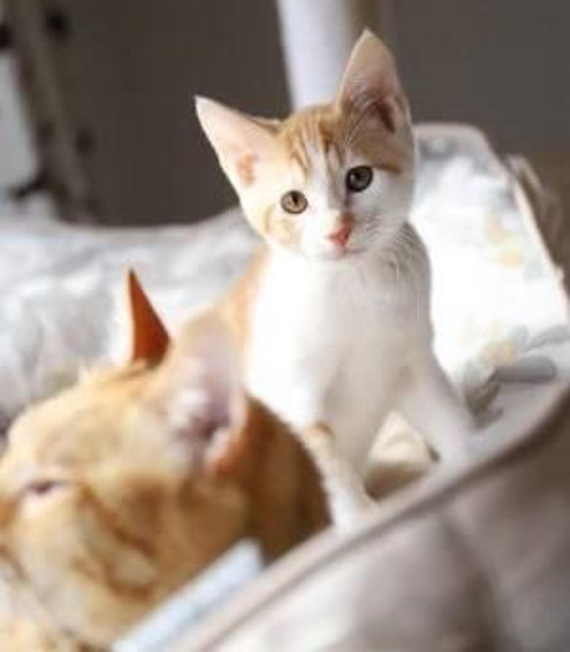 pet-image-8