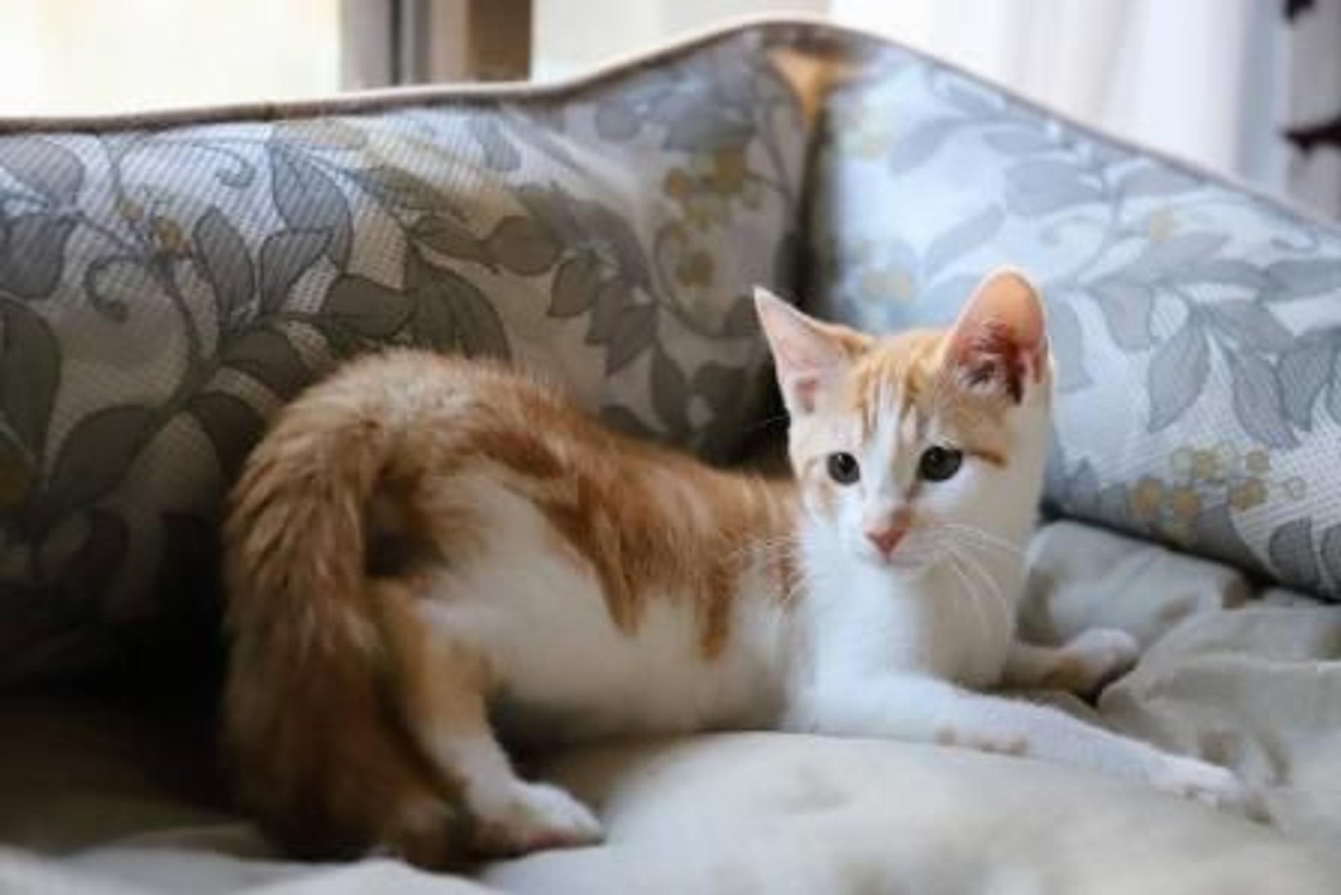 pet-image-9