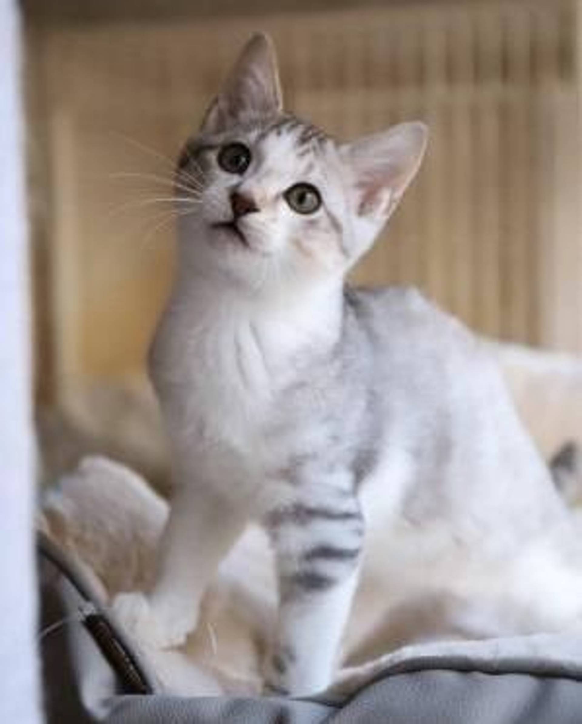 雑種（ミックス猫）・オスの里親募集の写真