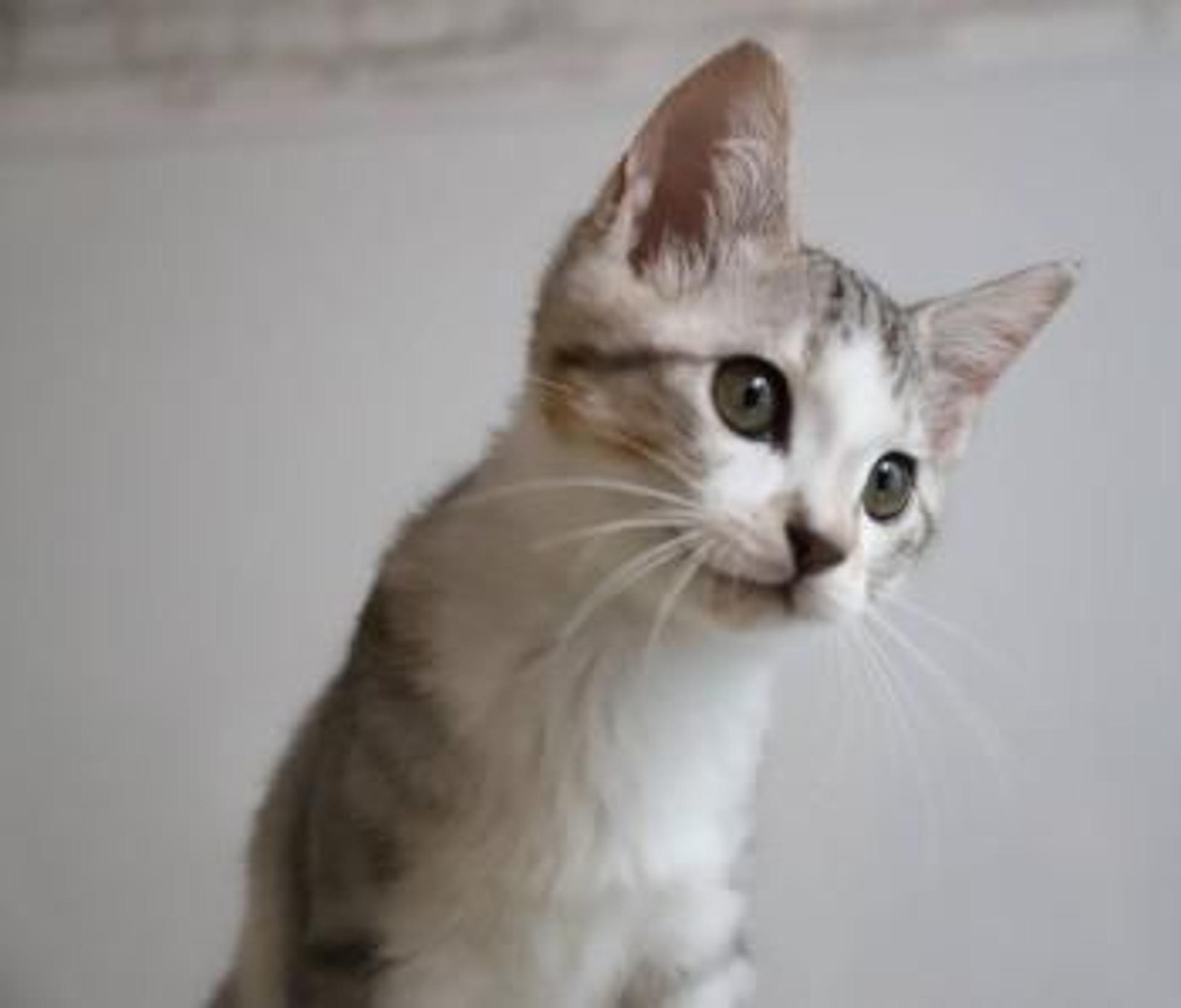pet-image-5