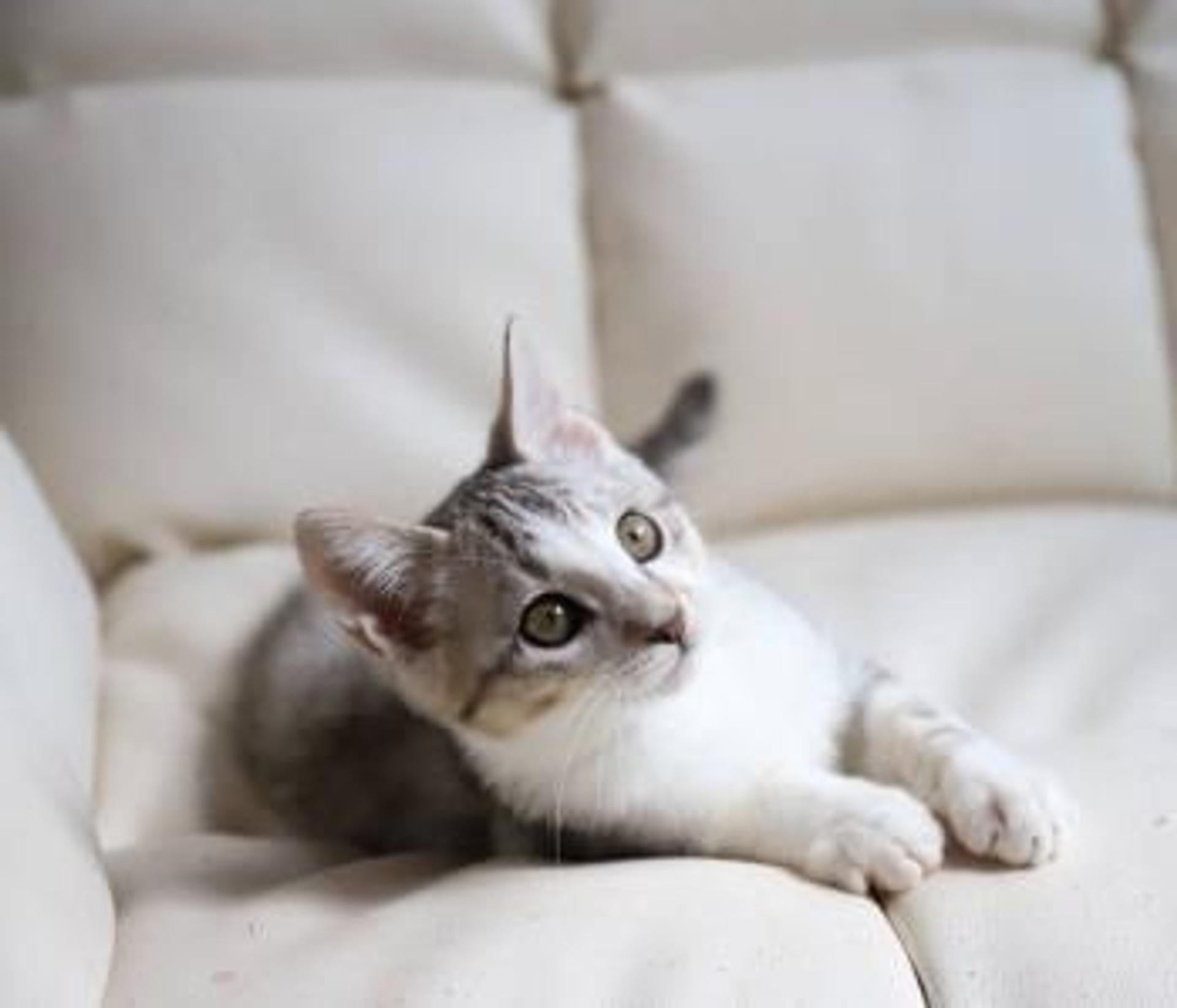 pet-image-7