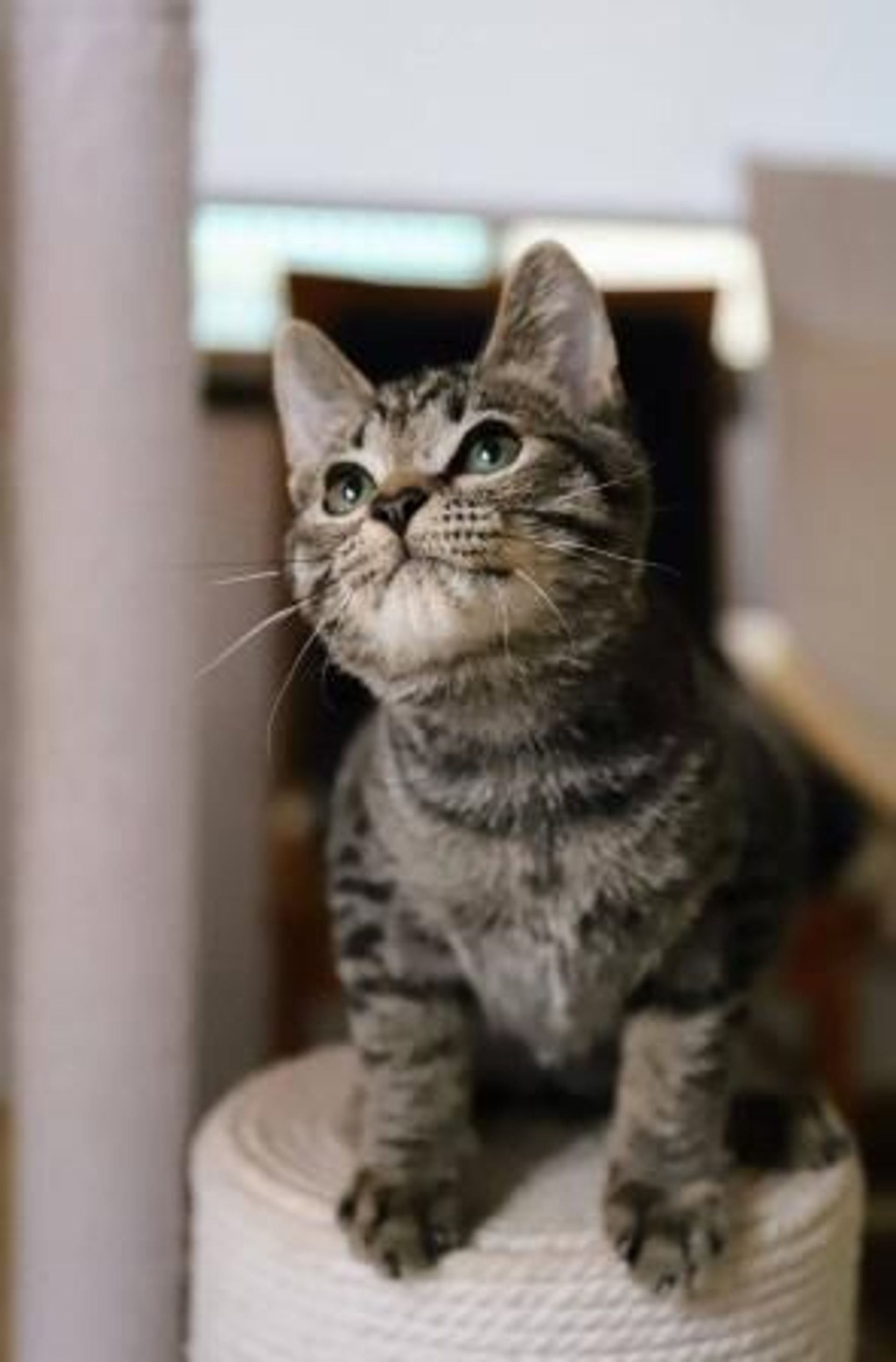 雑種（ミックス猫）・オスの里親募集の写真