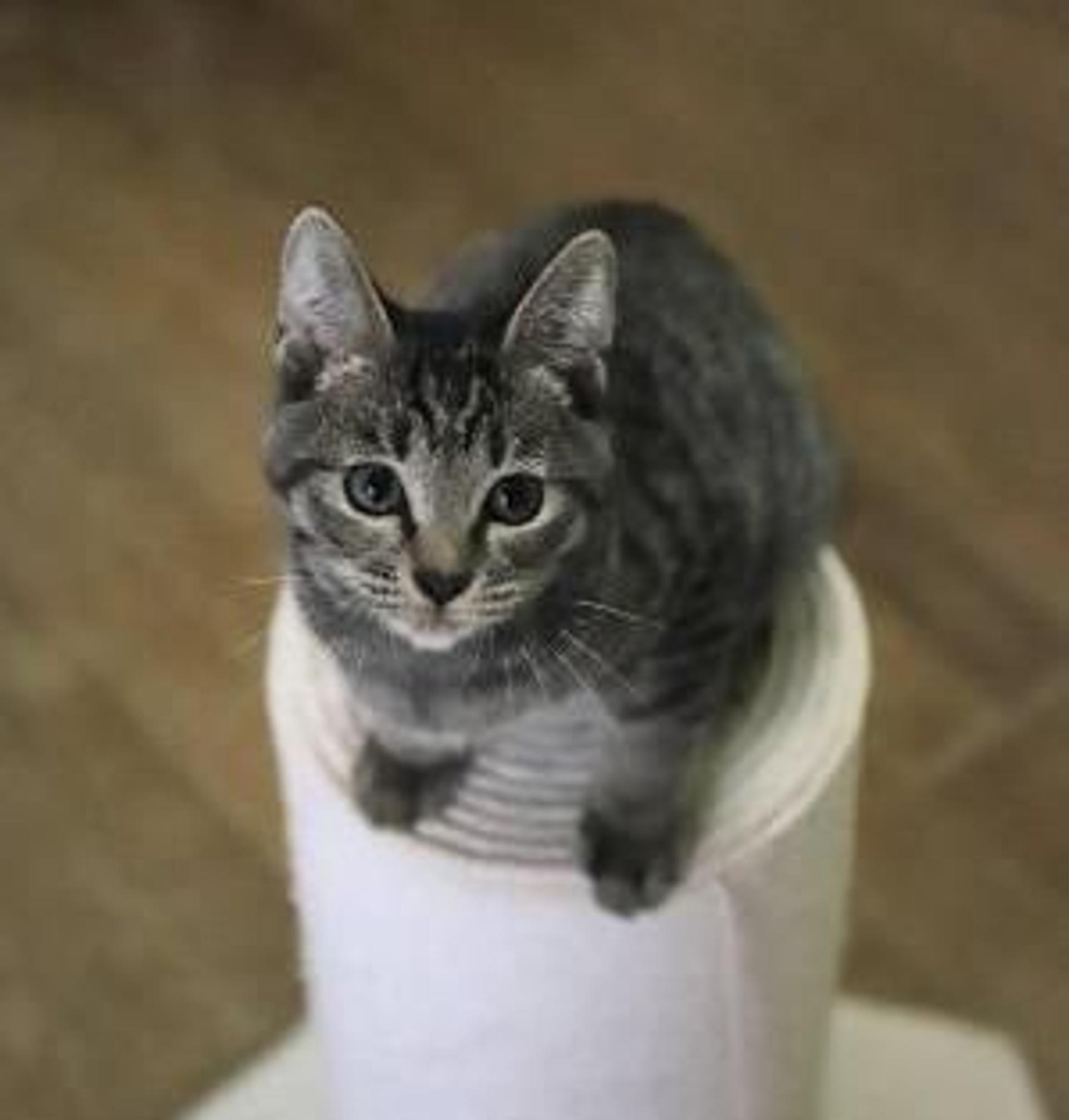 pet-image-4