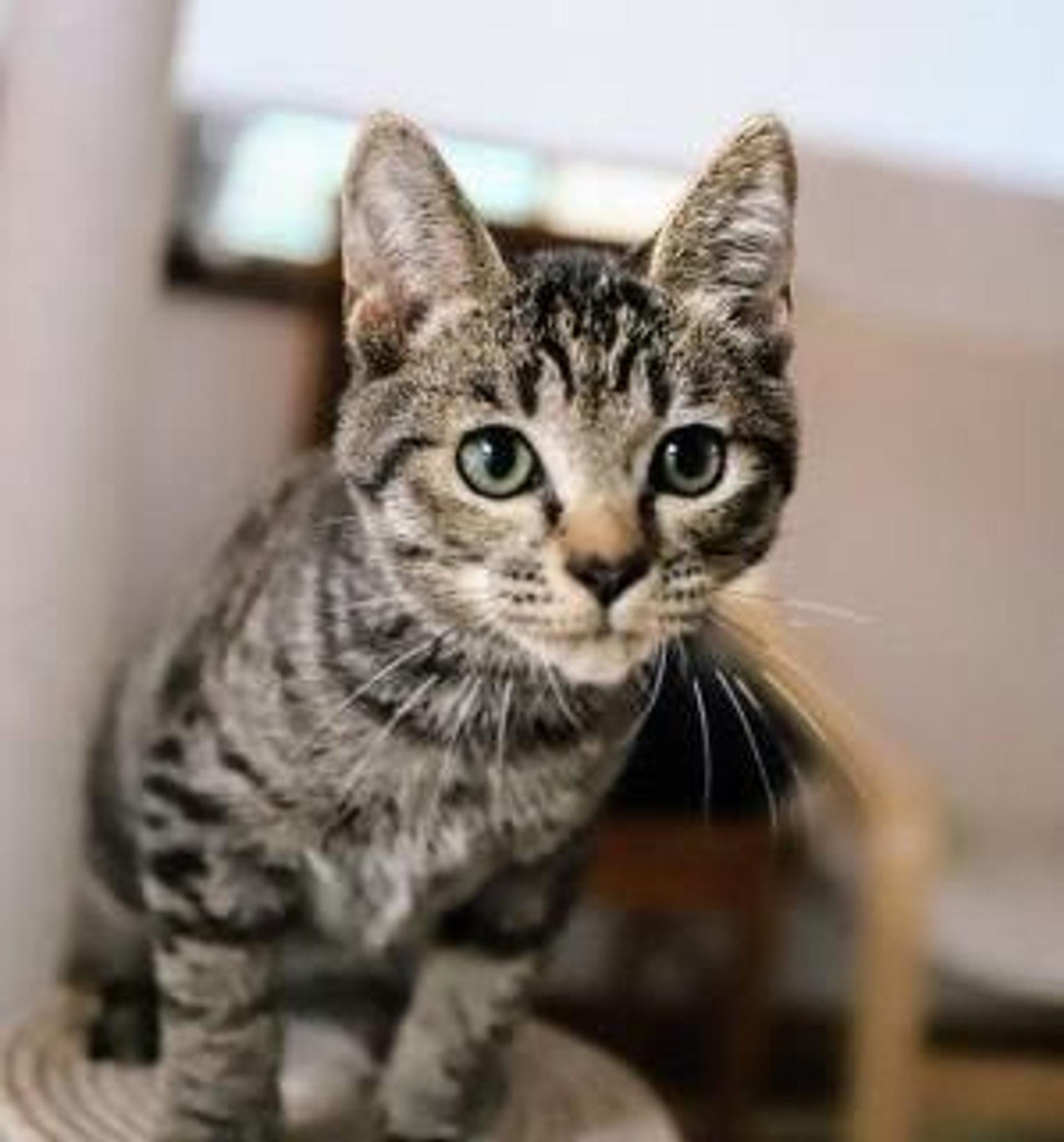 pet-image-5