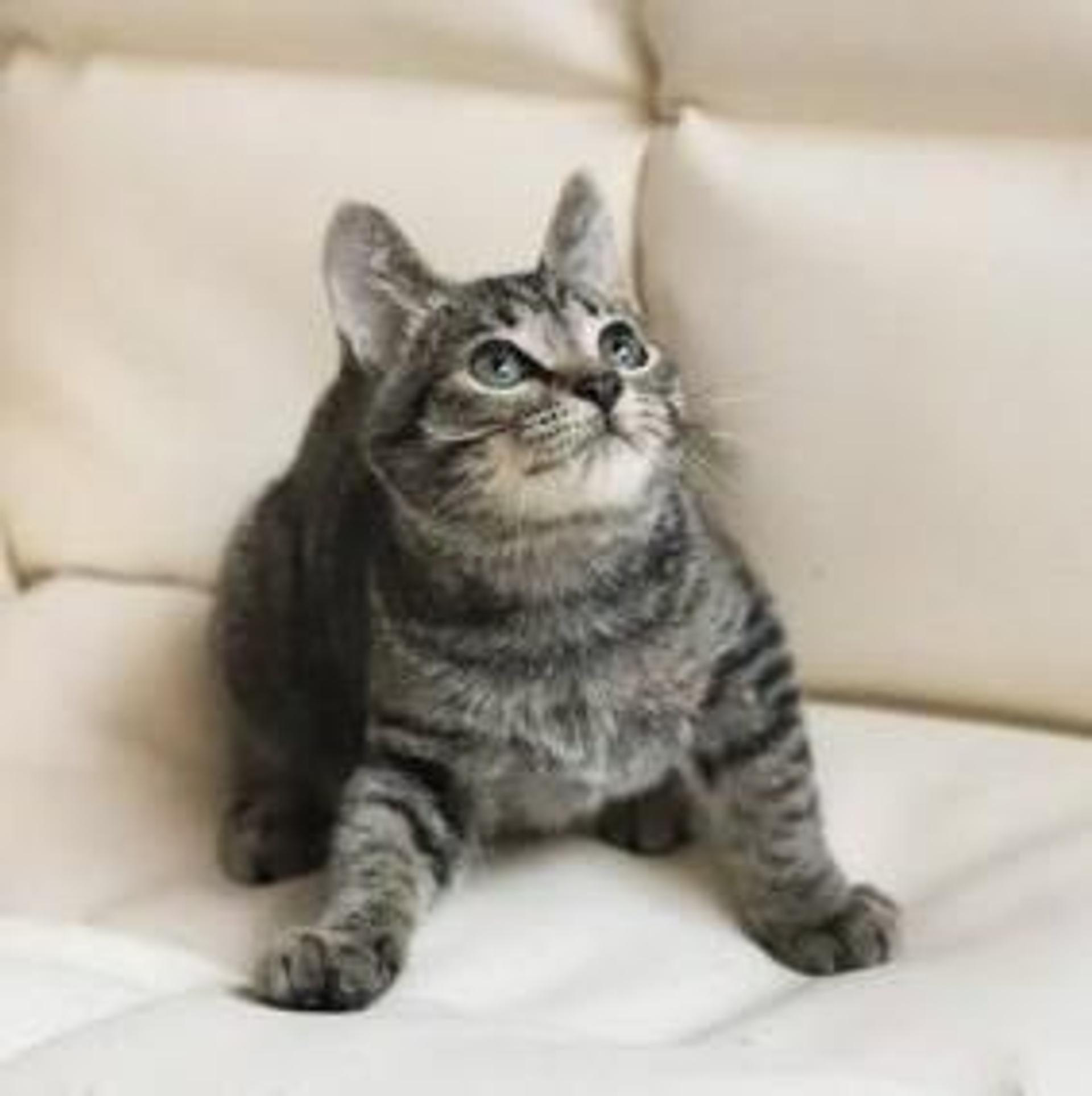 pet-image-8