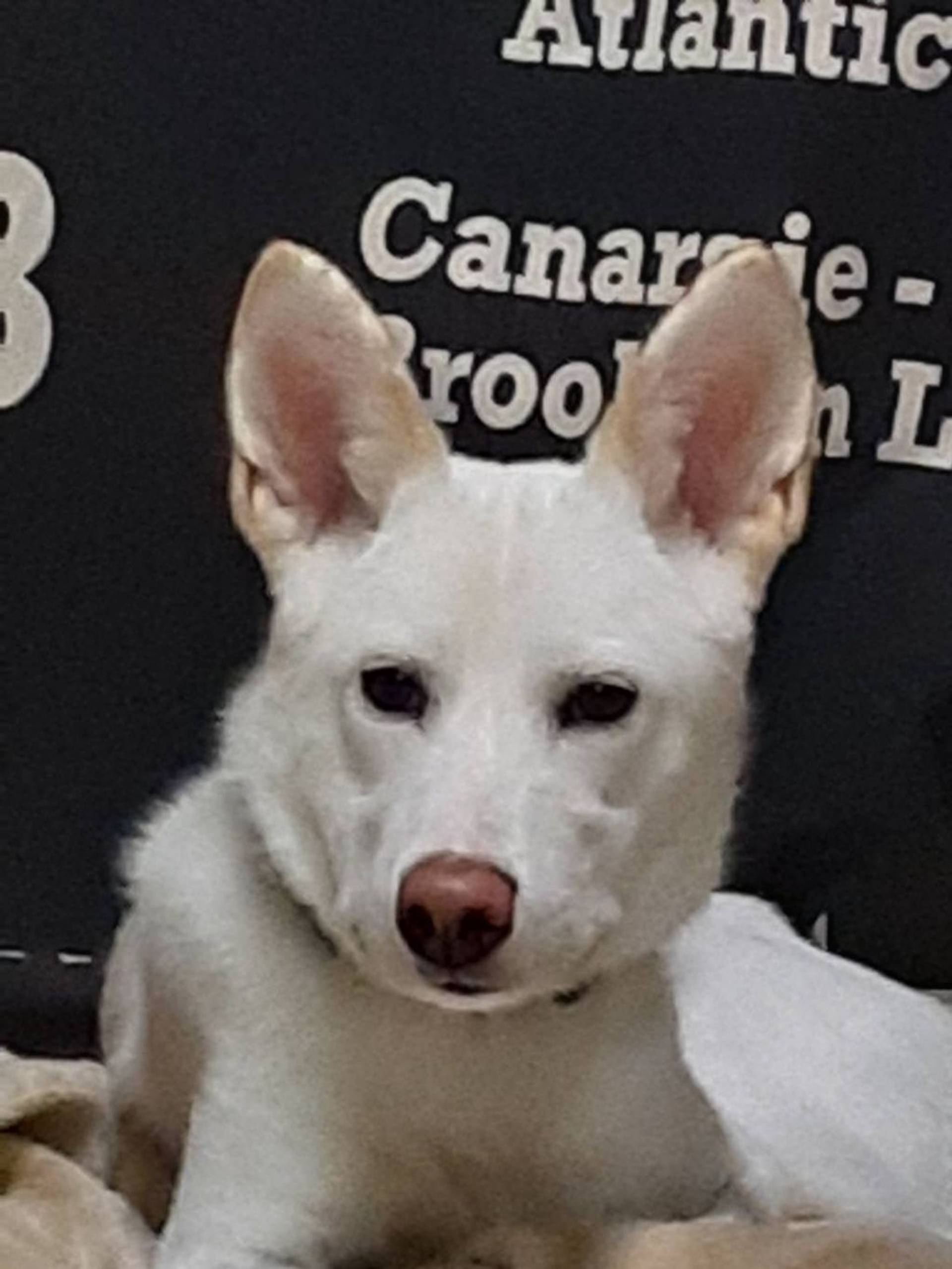 雑種（ミックス犬）・オスの里親募集の写真