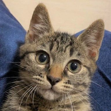 ともちゃんの写真