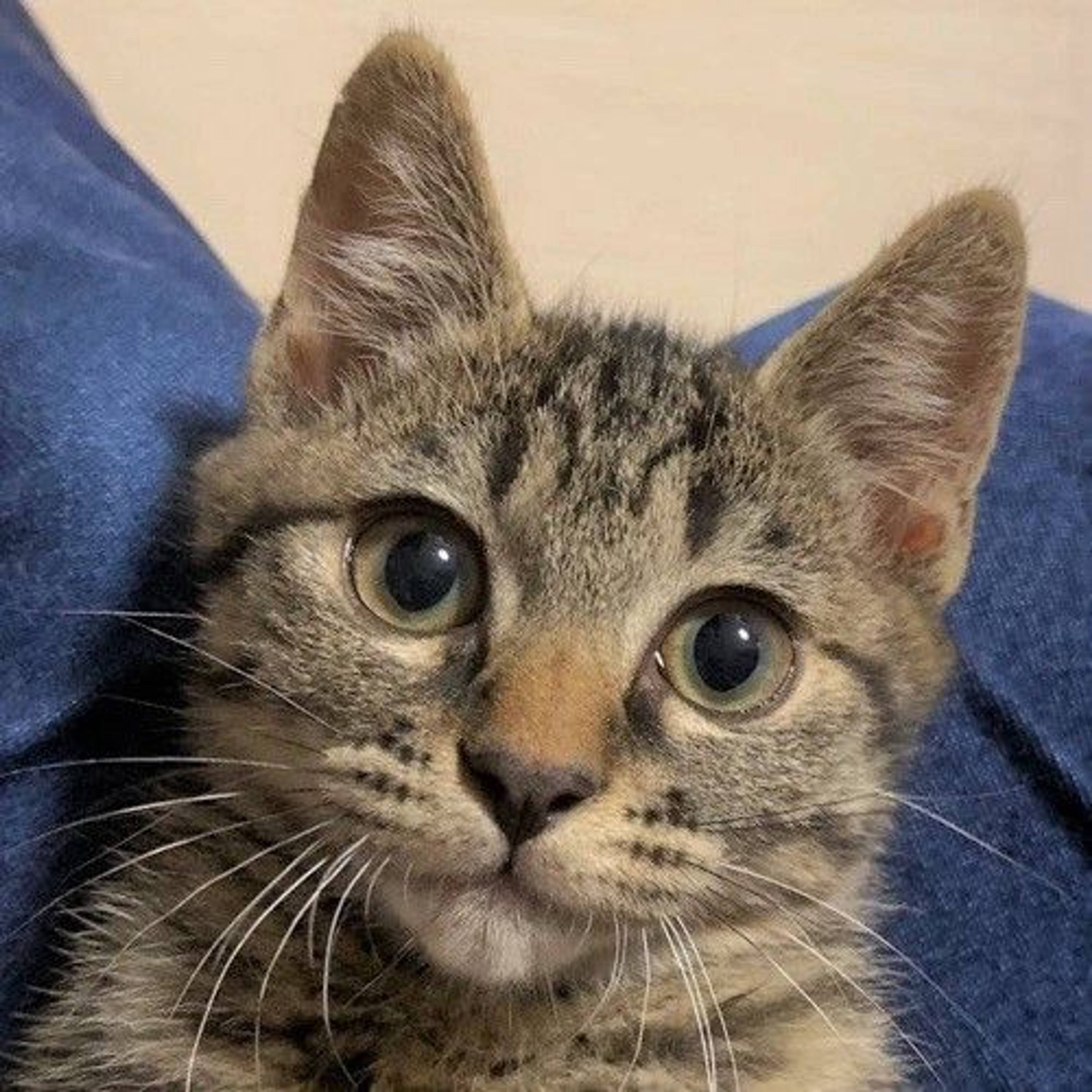 雑種（ミックス猫）・メスの里親募集の写真