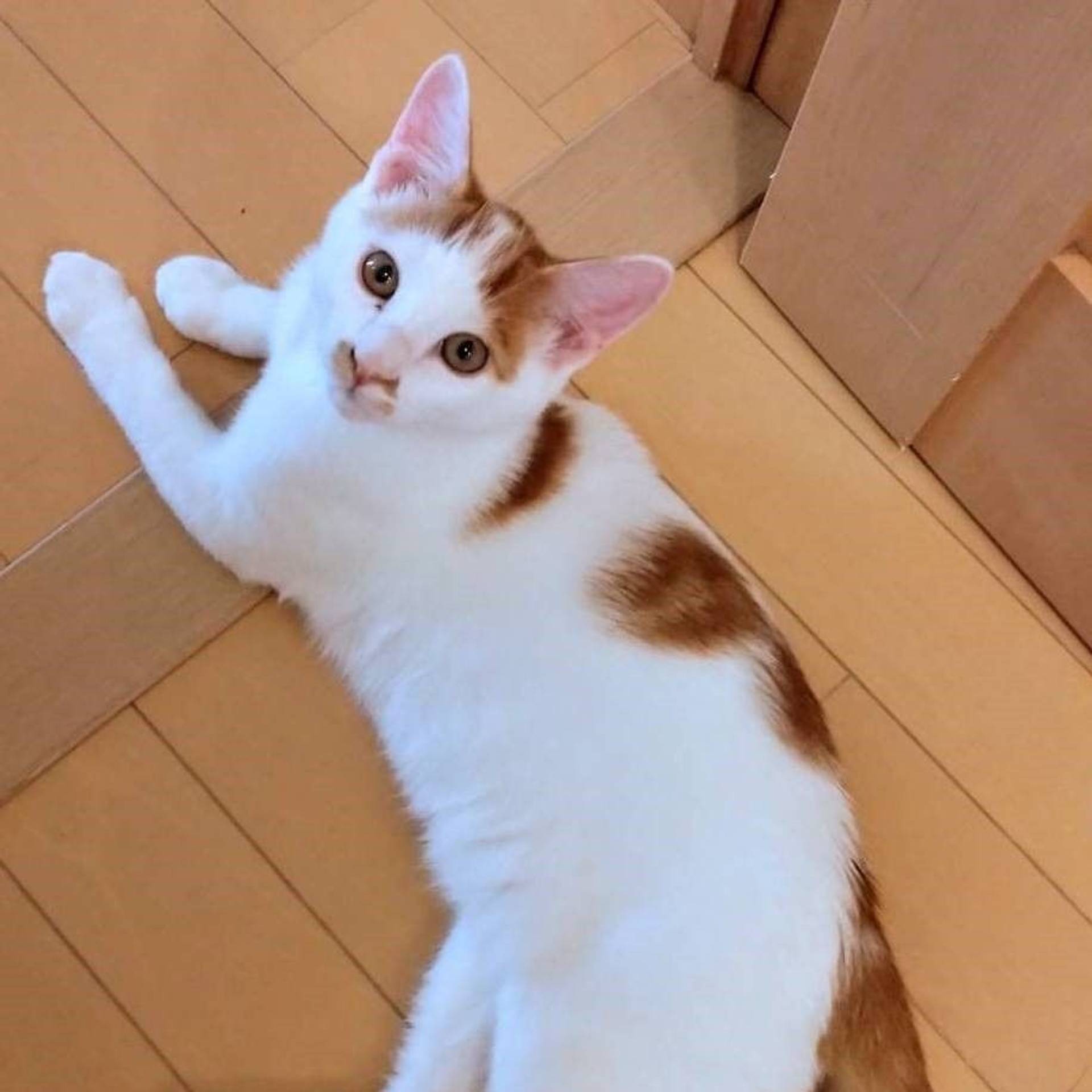 雑種（ミックス猫）・オスの里親募集の写真