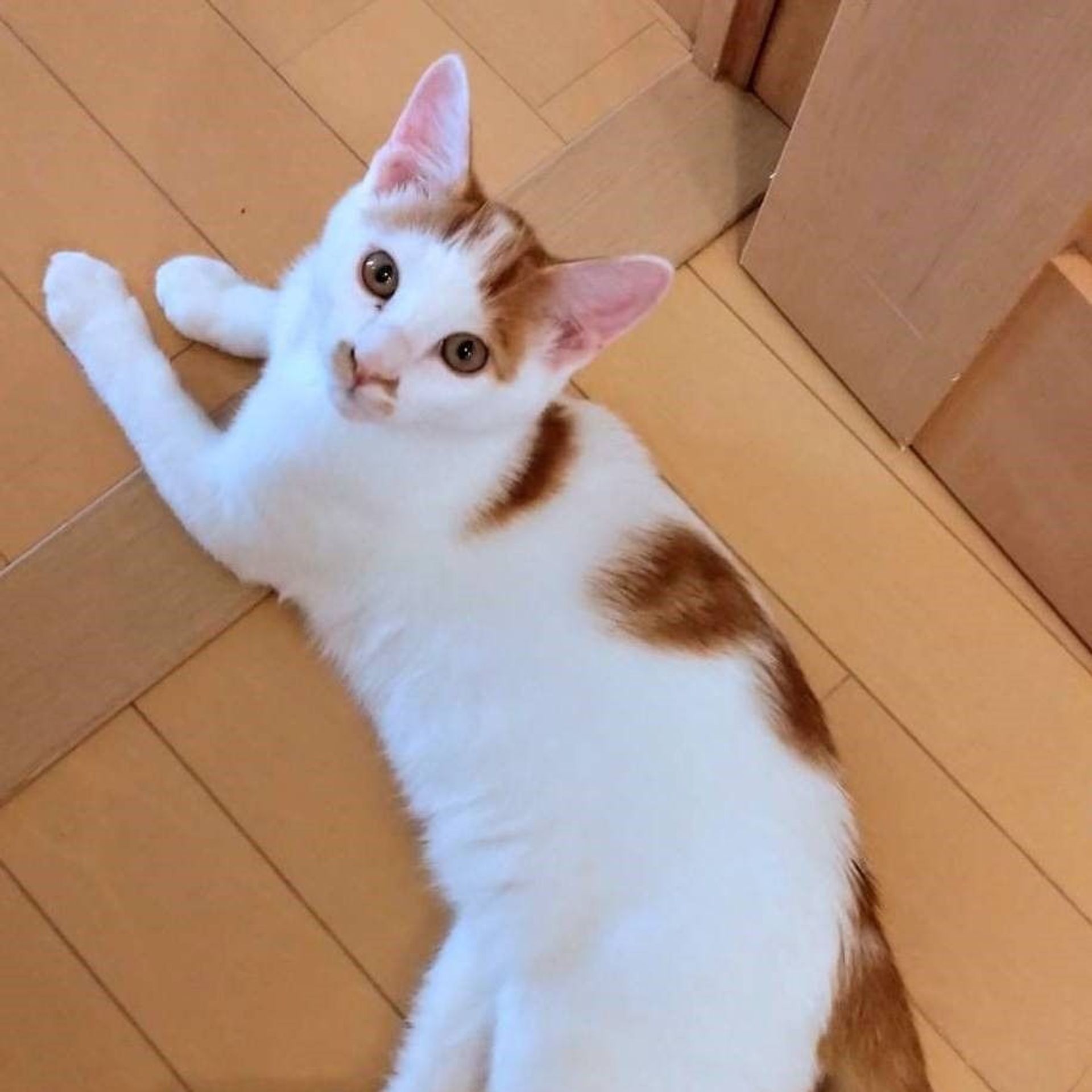 雑種（ミックス猫）・オスの里親募集の写真