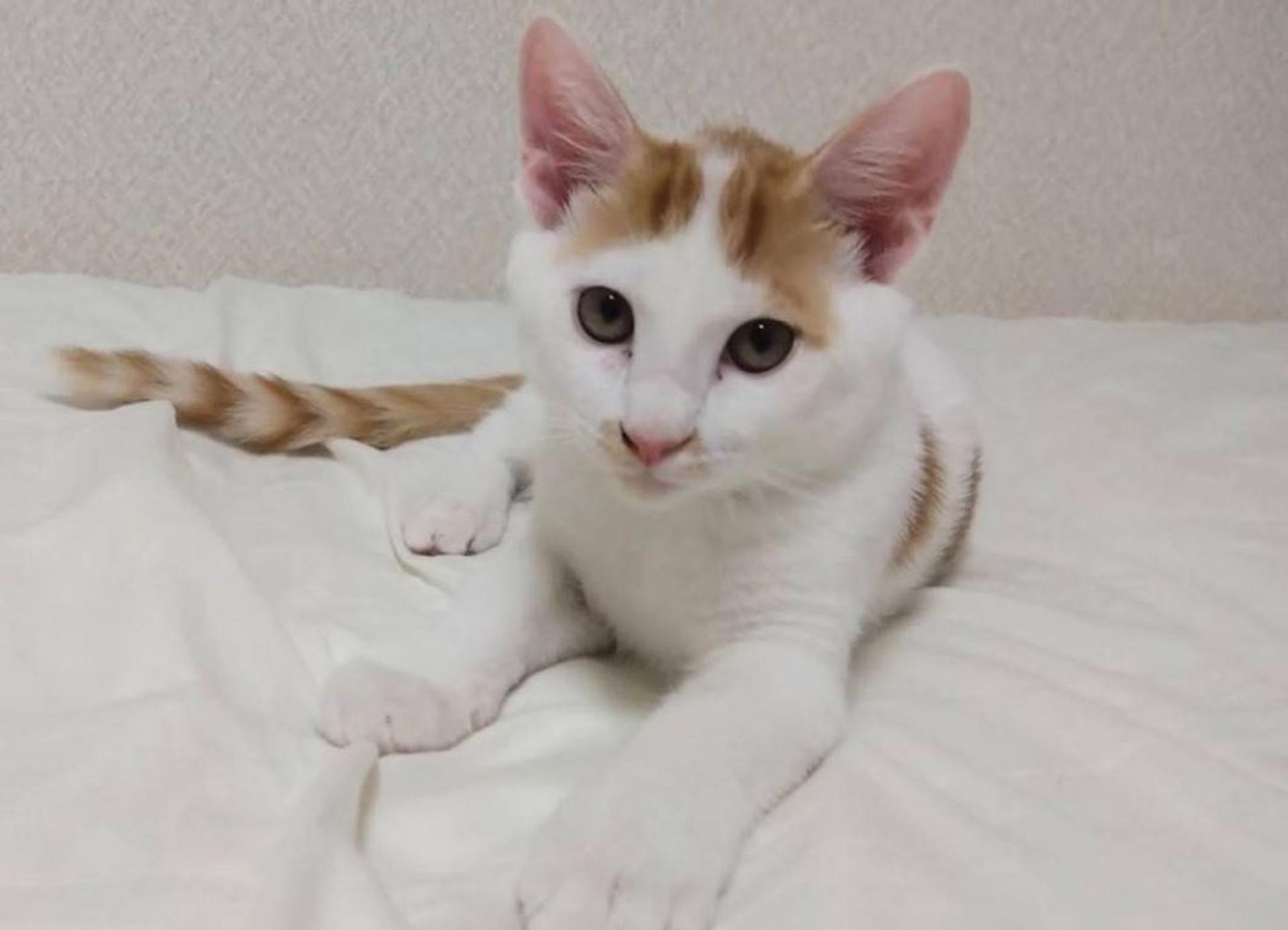 pet-image-2