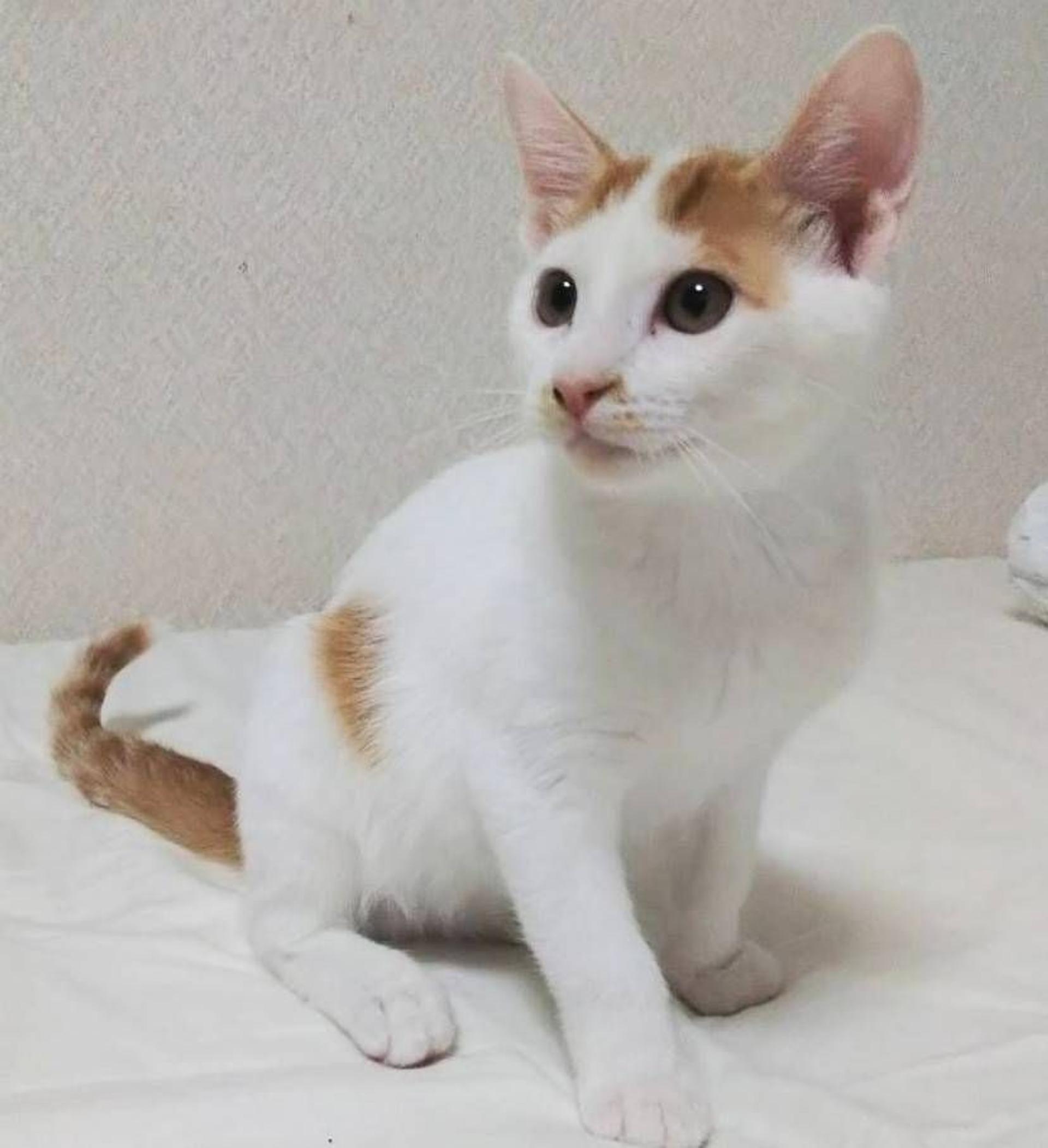pet-image-3