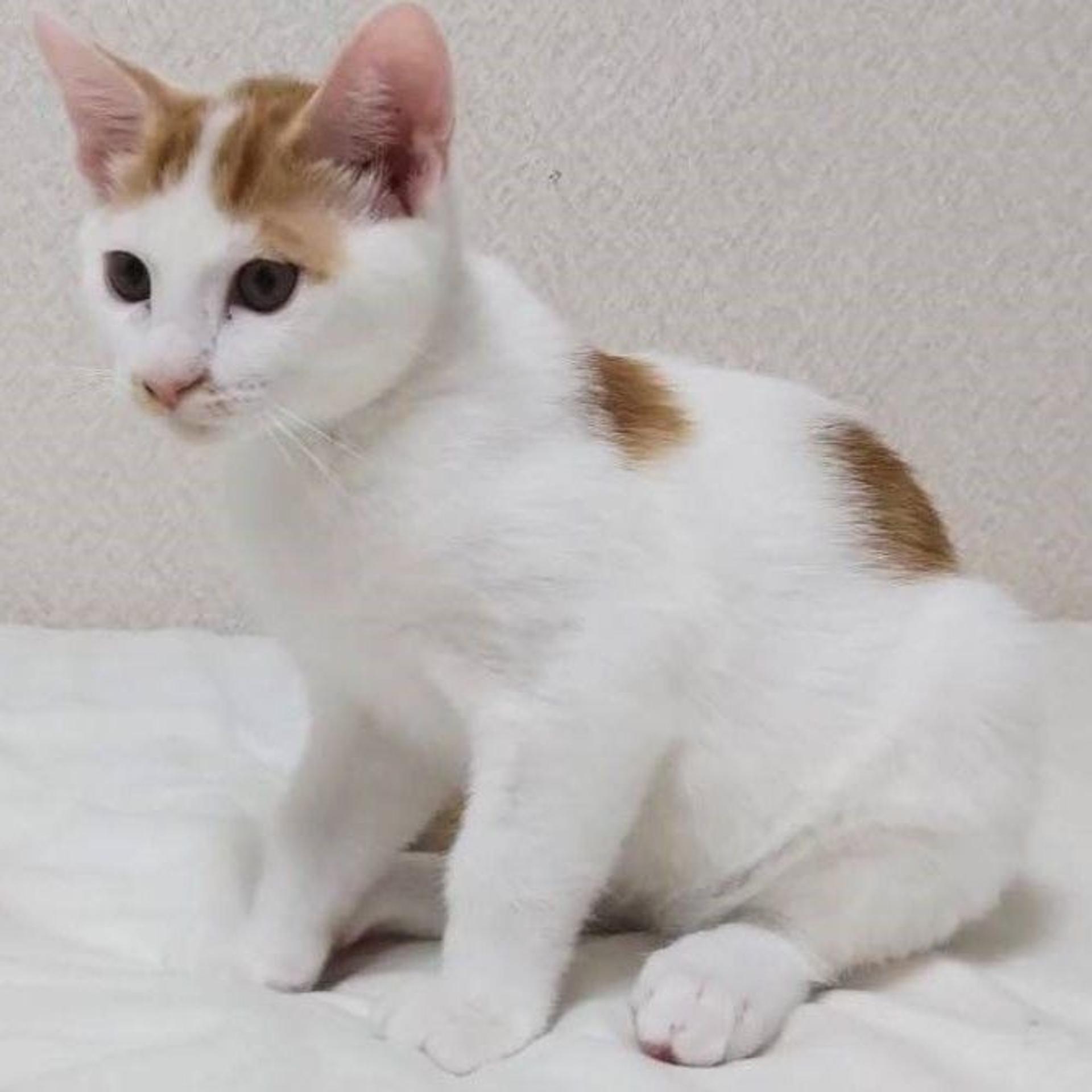 pet-image-4