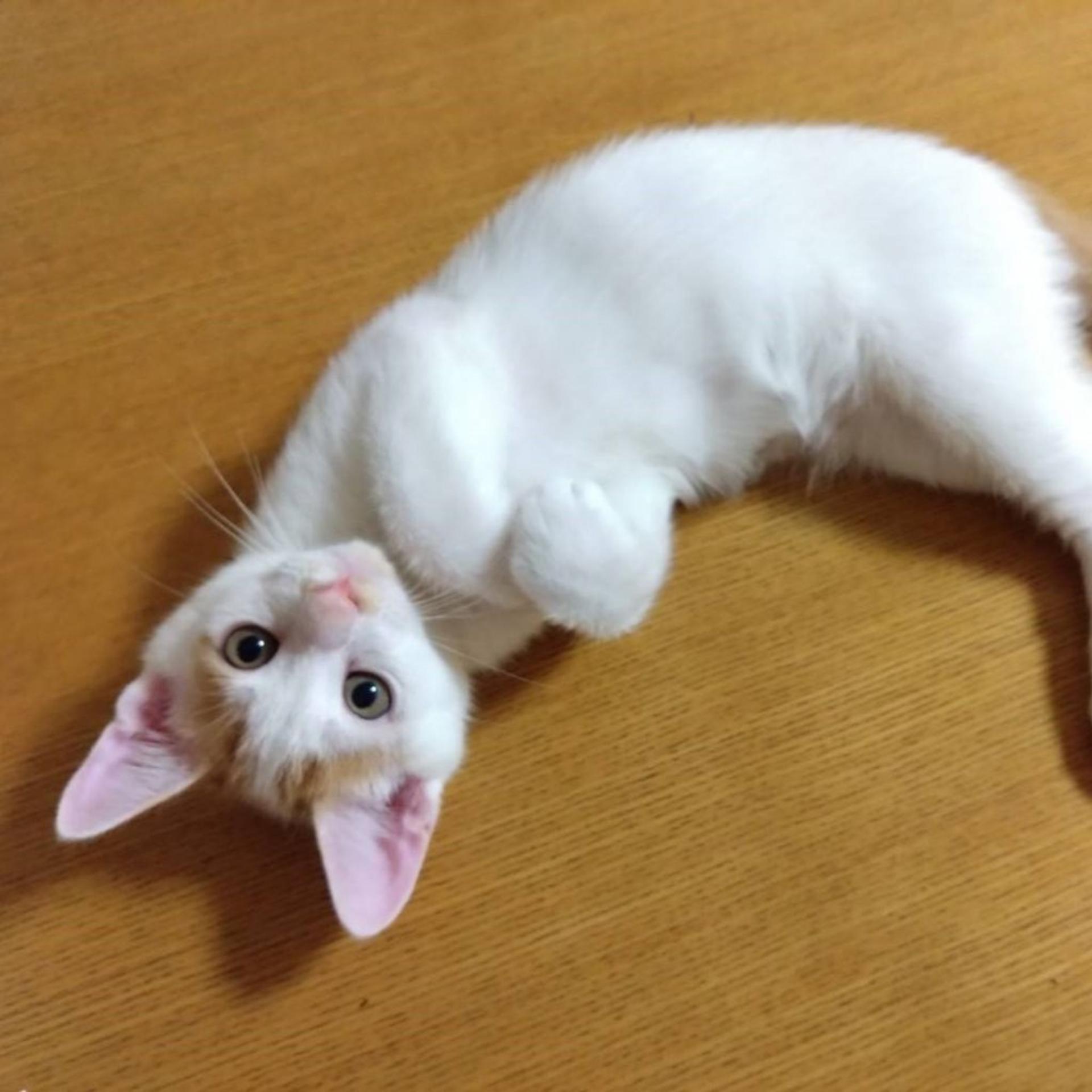 pet-image-5