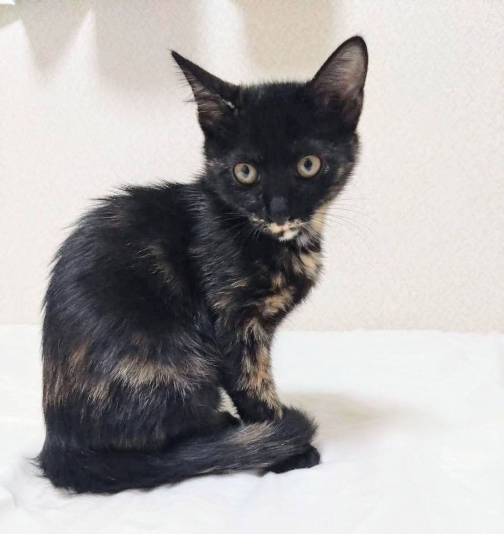 雑種（ミックス猫）・メスの里親募集の写真