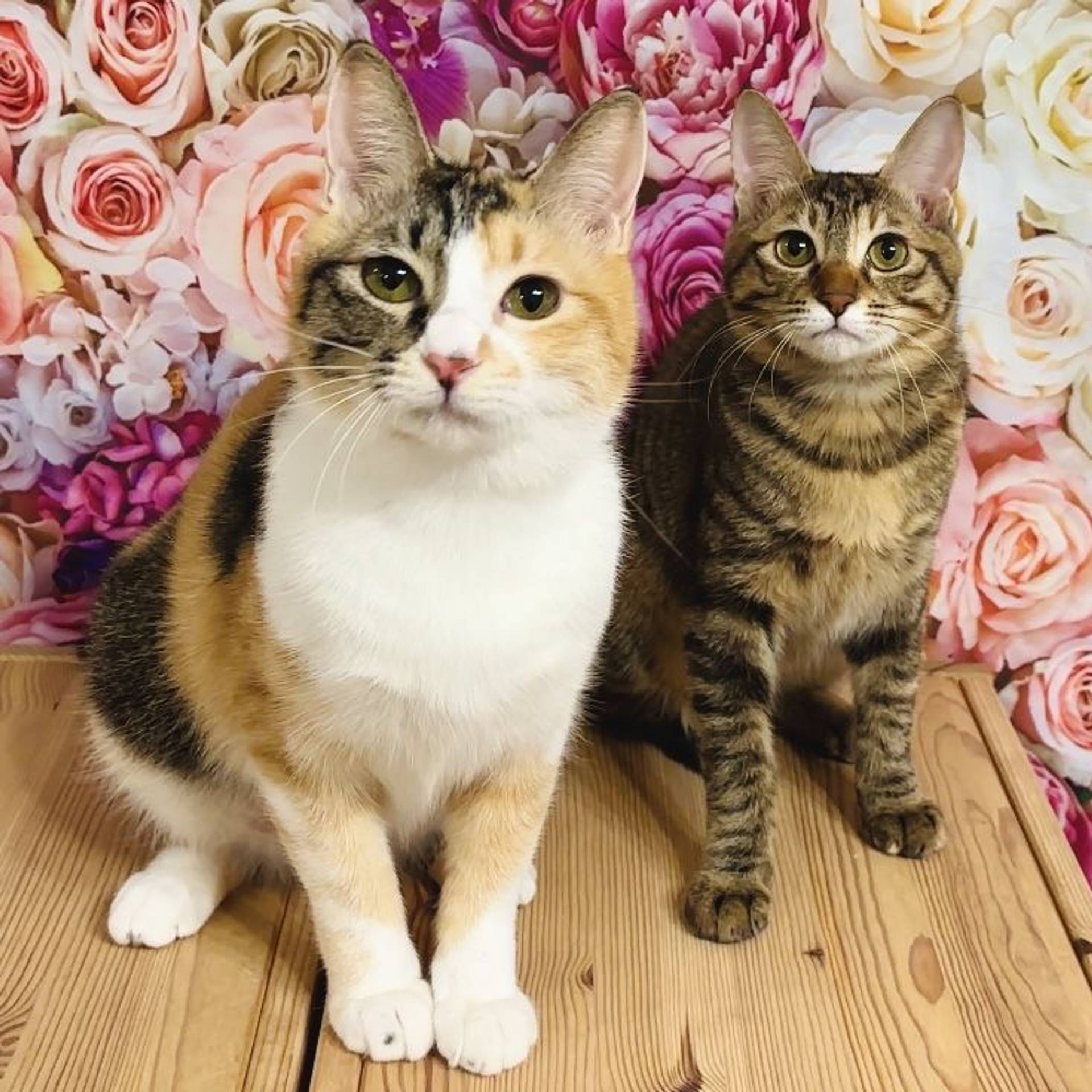 雑種（ミックス猫）・メスの里親募集の写真