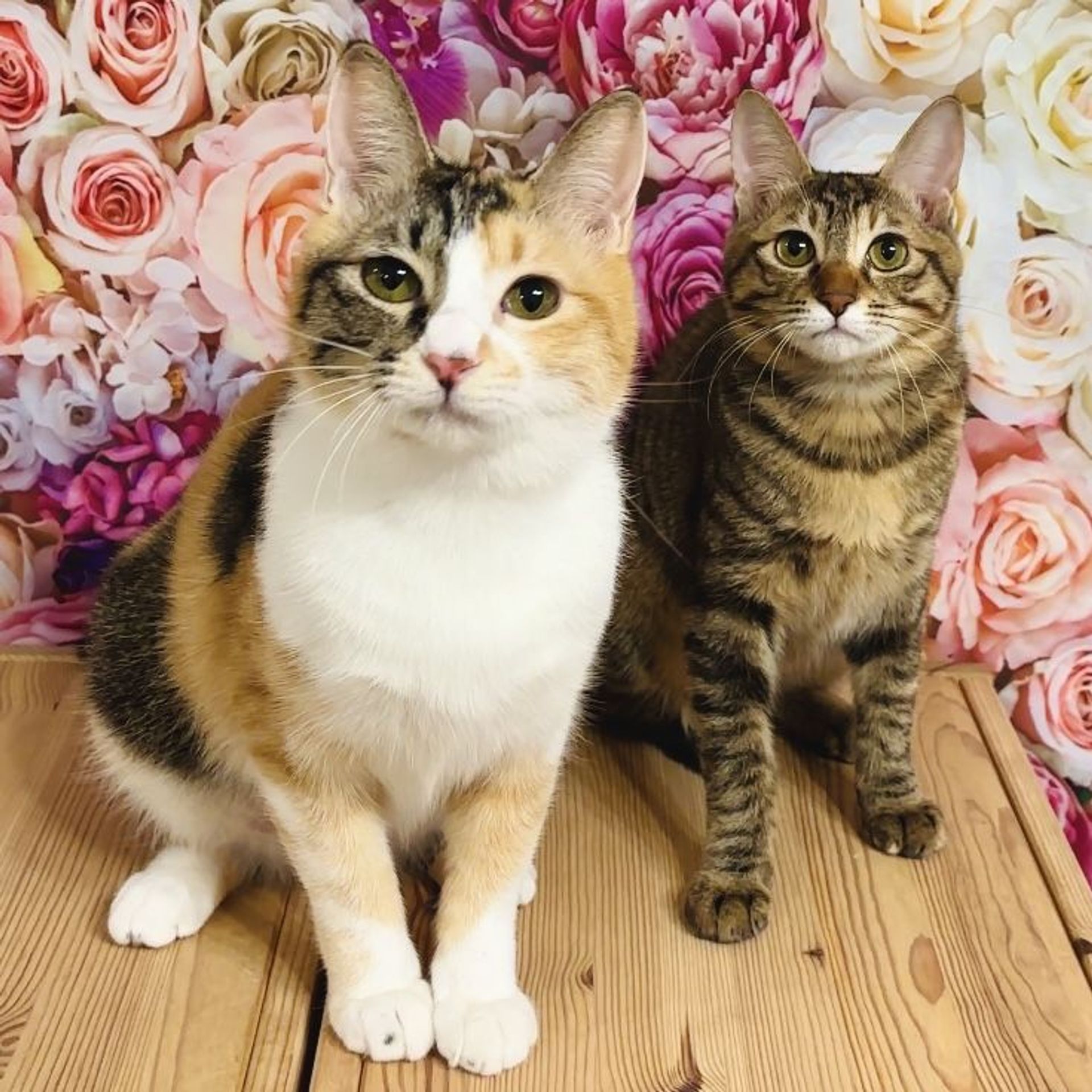 雑種（ミックス猫）・メスの里親募集の写真