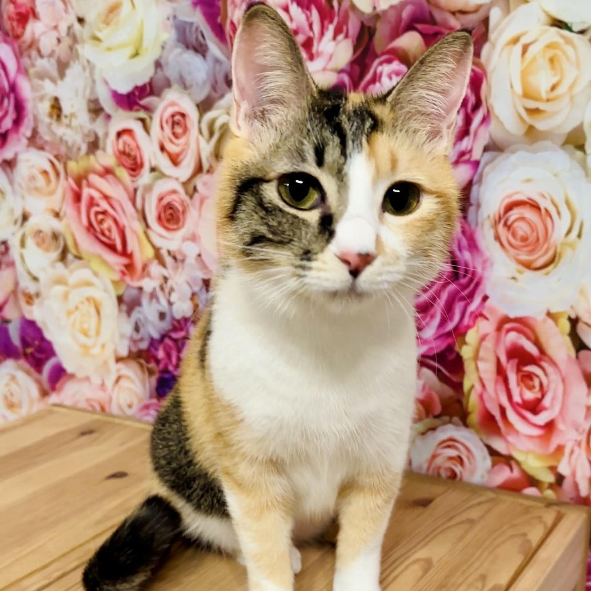 pet-image-8